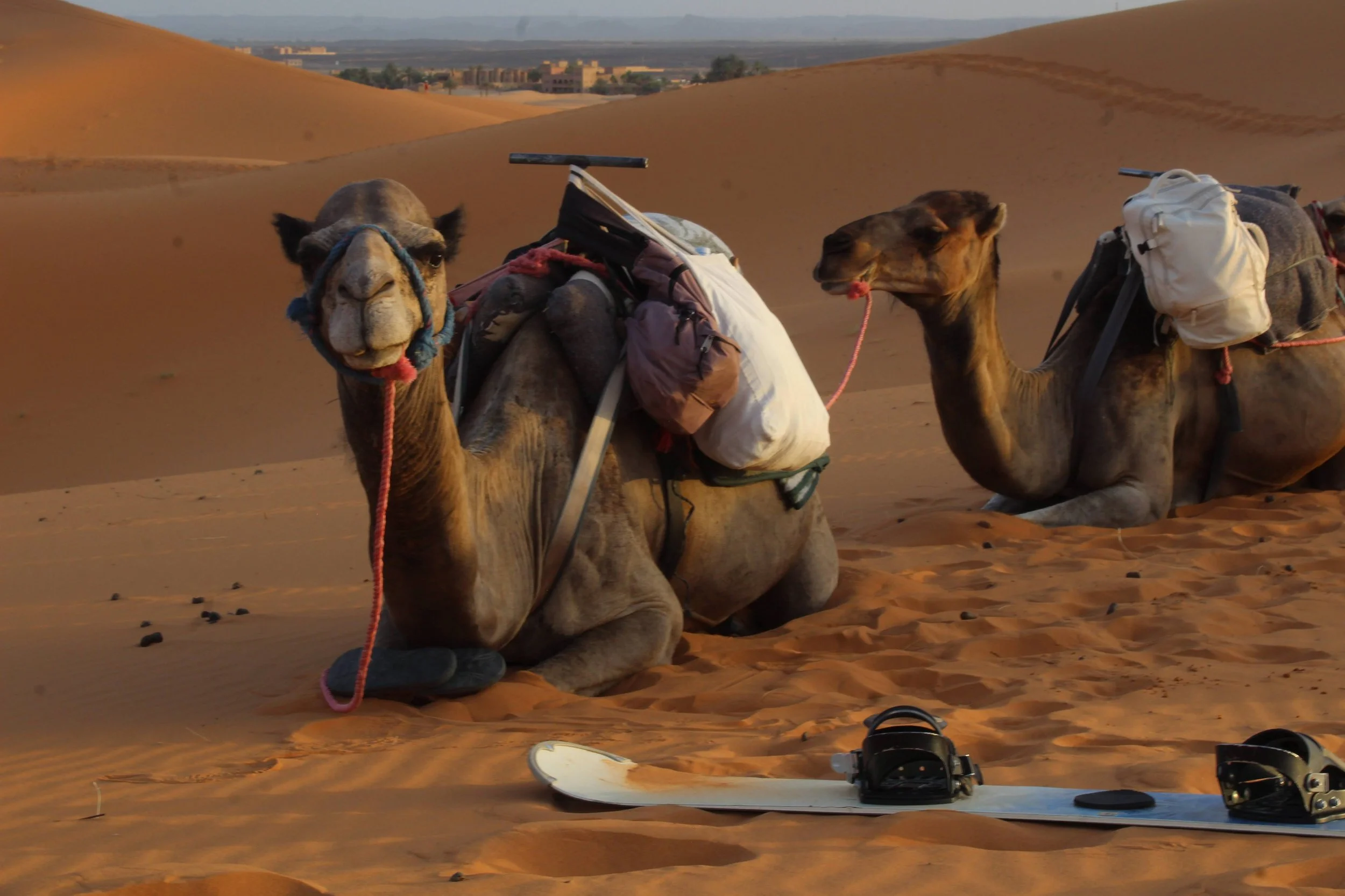 Two camels sitting on desert sand dunes with packs and snowboards nearby, in a desert landscape with distant buildings and mountains.