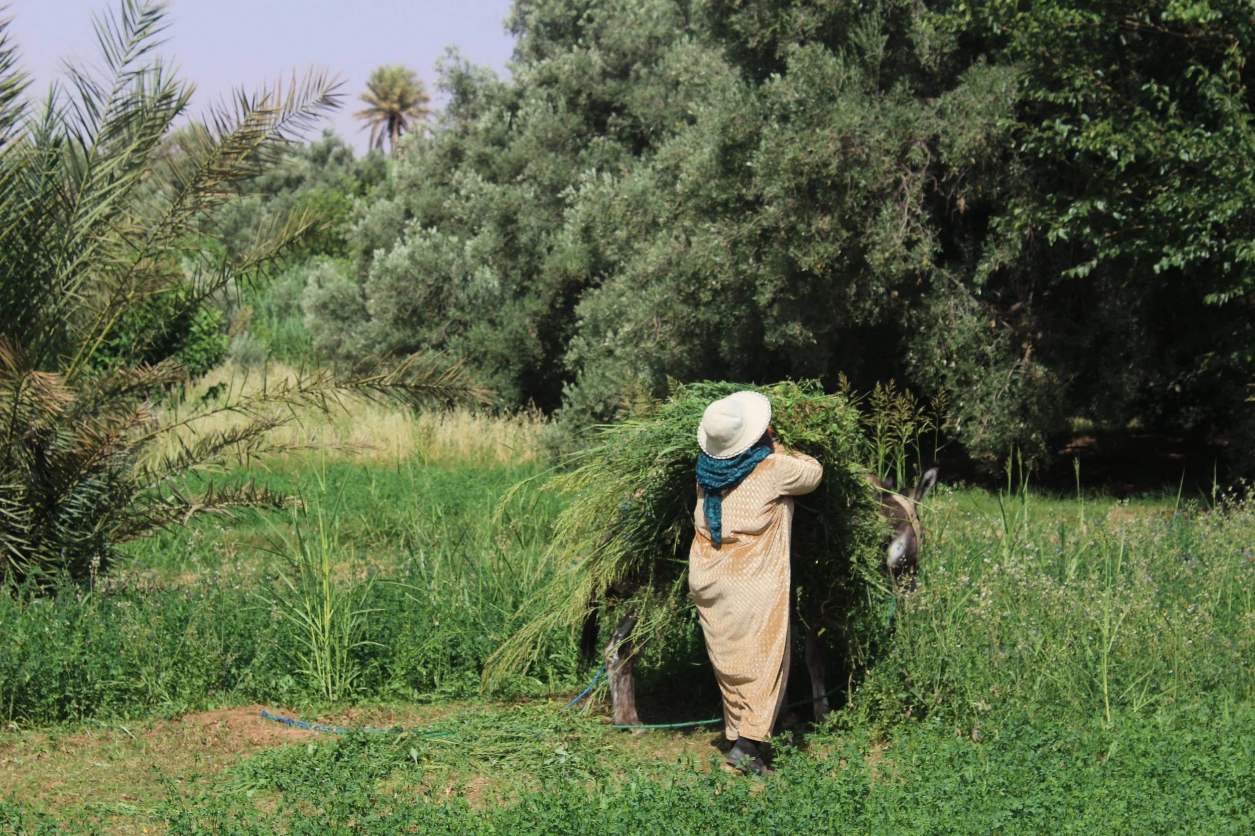 A woman wearing traditional clothing, including a wide-brimmed hat and a scarf, is seen from behind carrying a bundle of greenery on her back in a lush, green landscape with trees and grass.