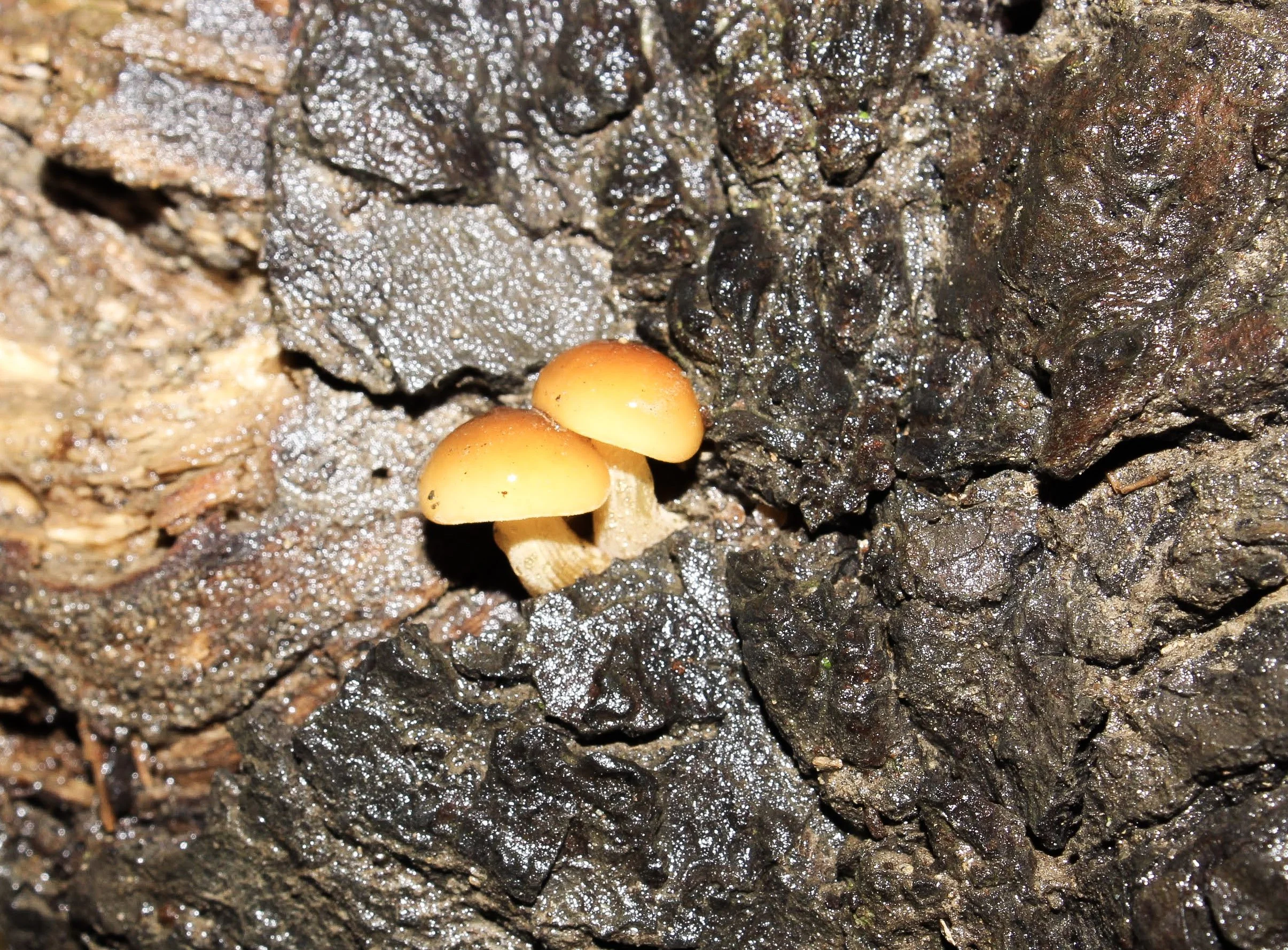 Two small orange yellow mushrooms growing among wet, dark bark