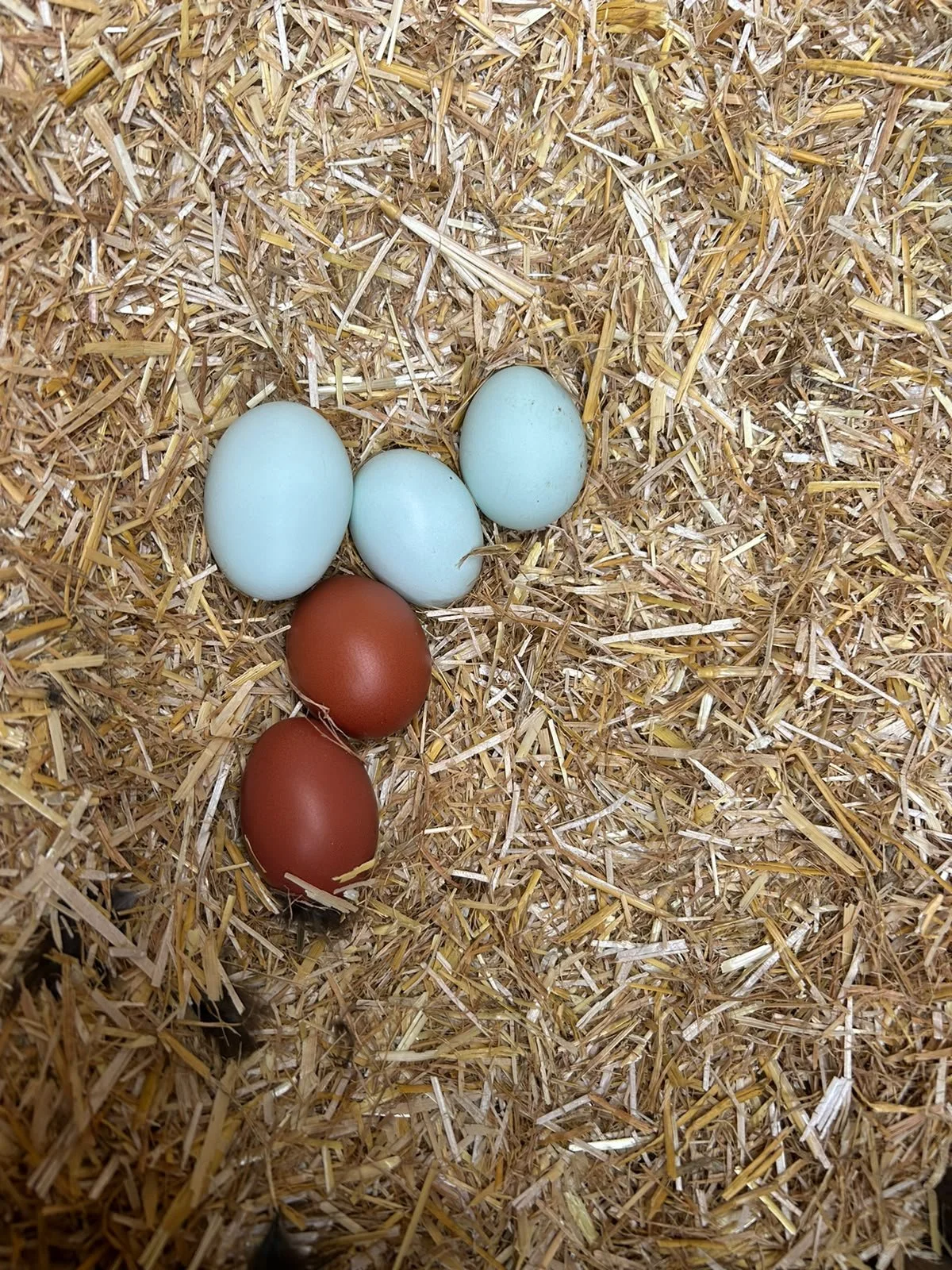 Honesty Box Eggs - 6 pack