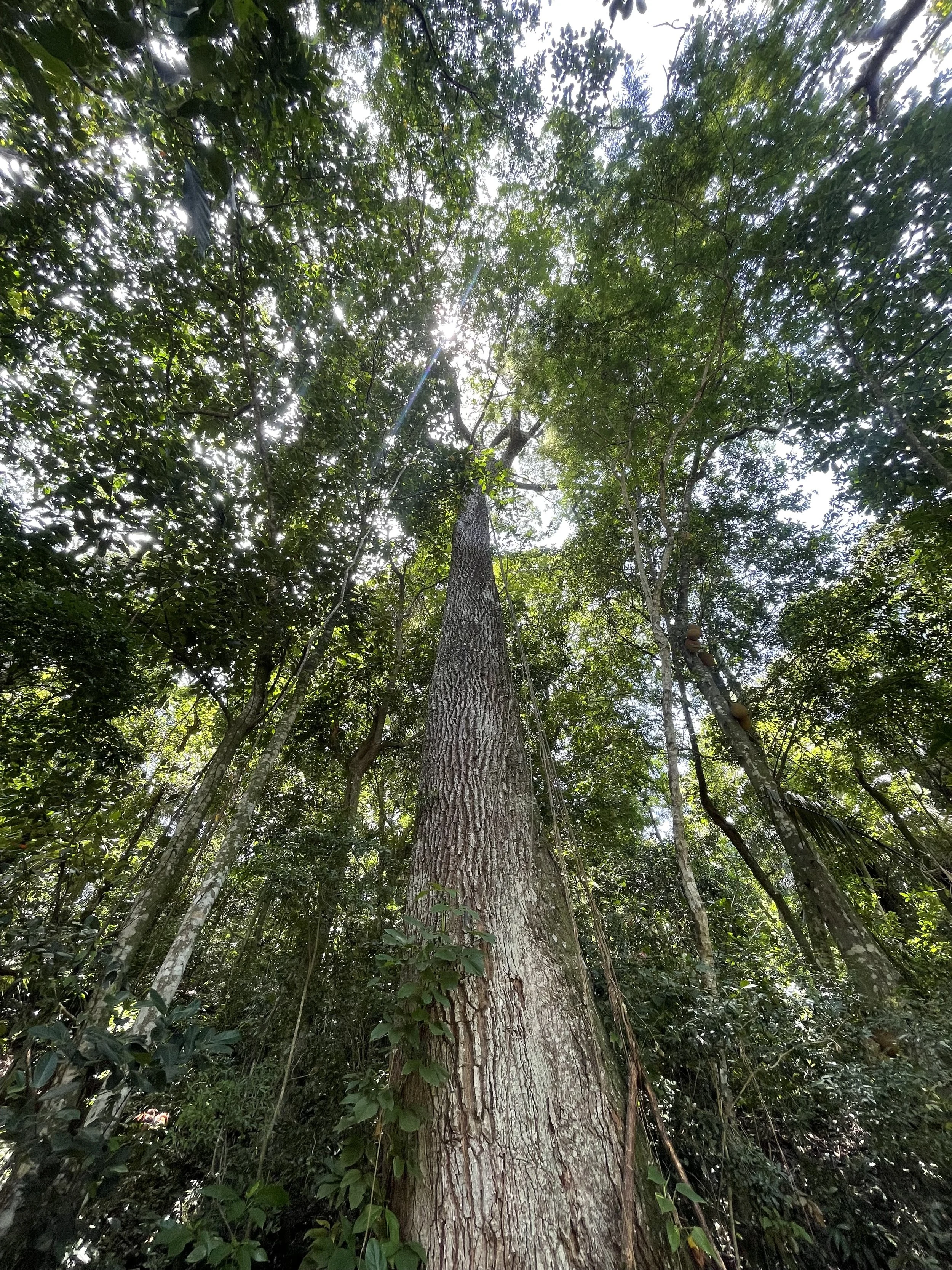 View looking up at a tall tree in a dense forest with green leaves, sunlight filtering through the canopy.