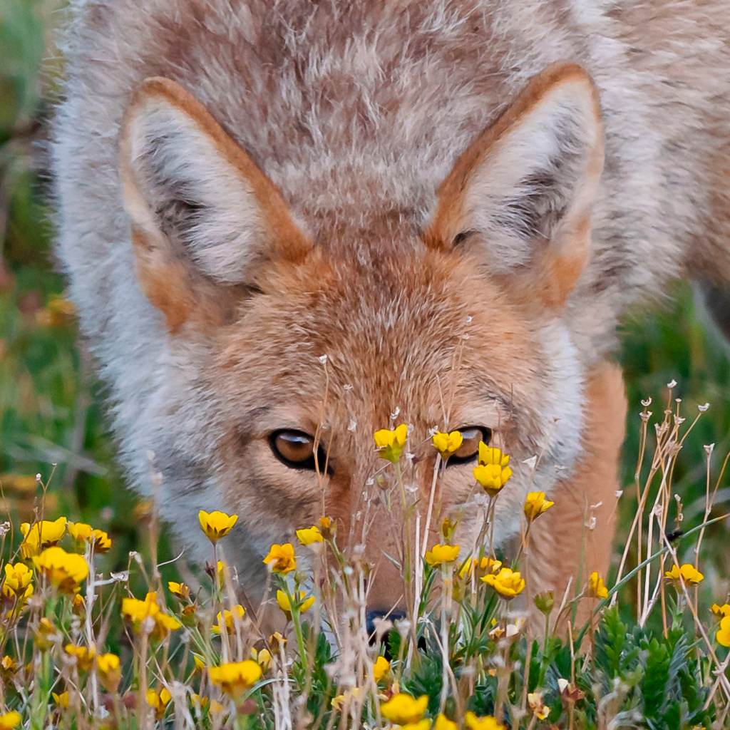 Peekaboo