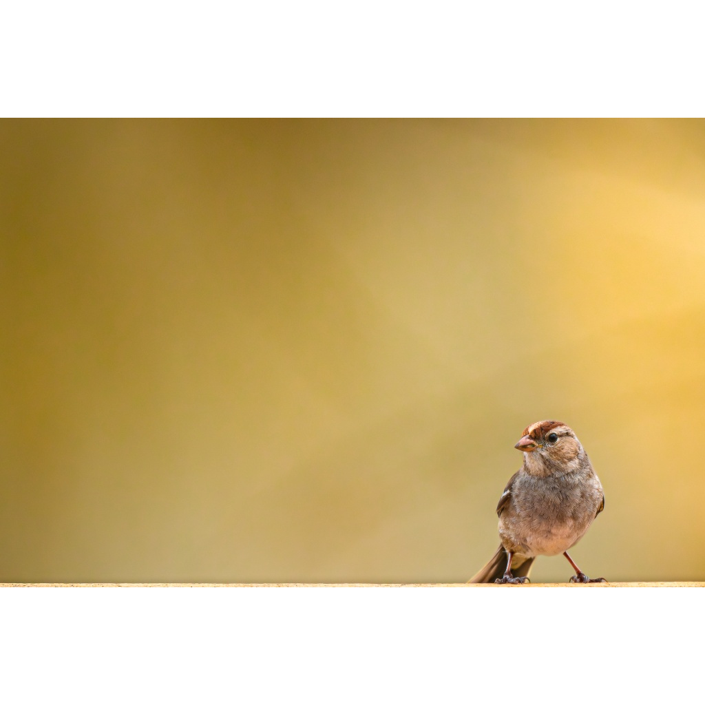 Solitary