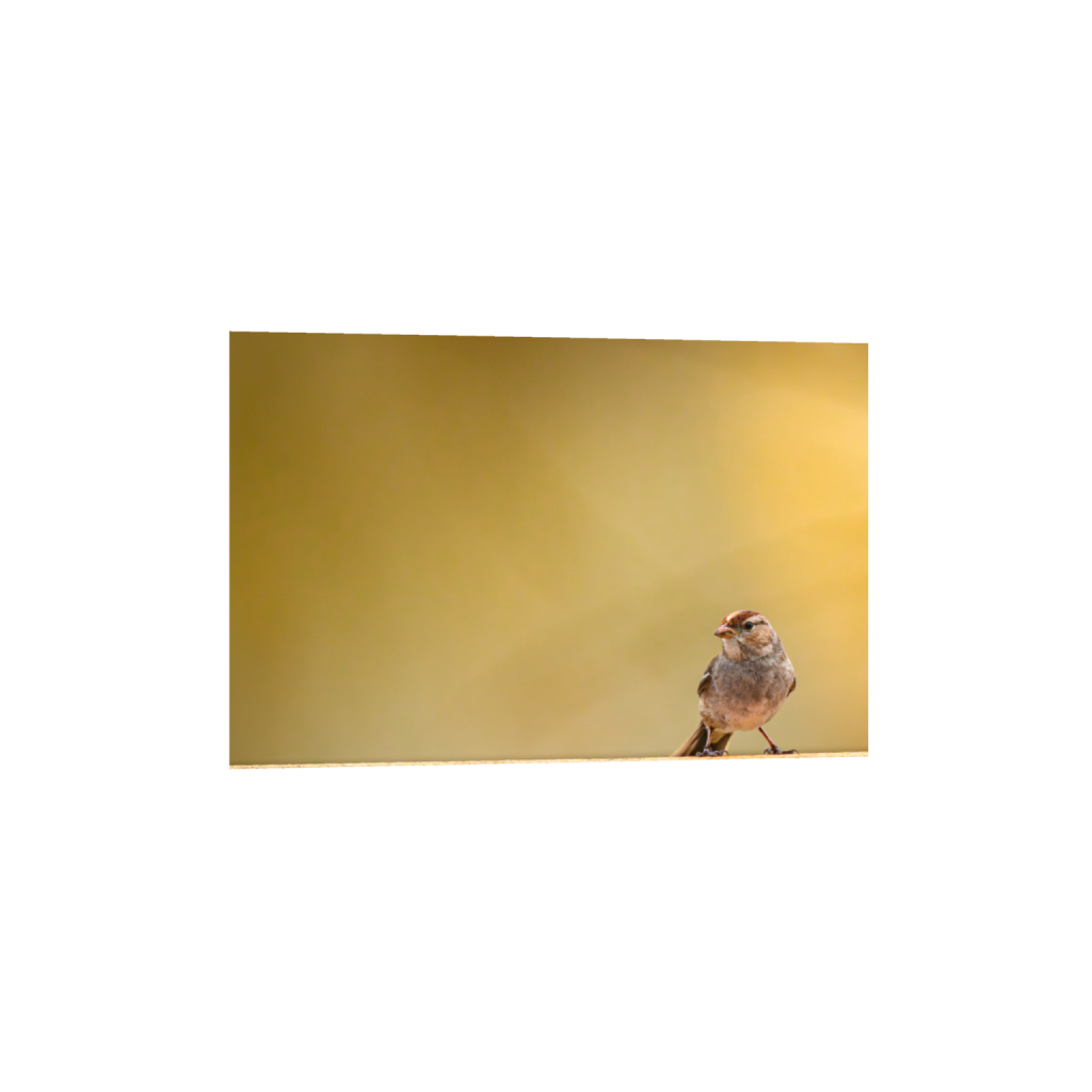 Solitary
