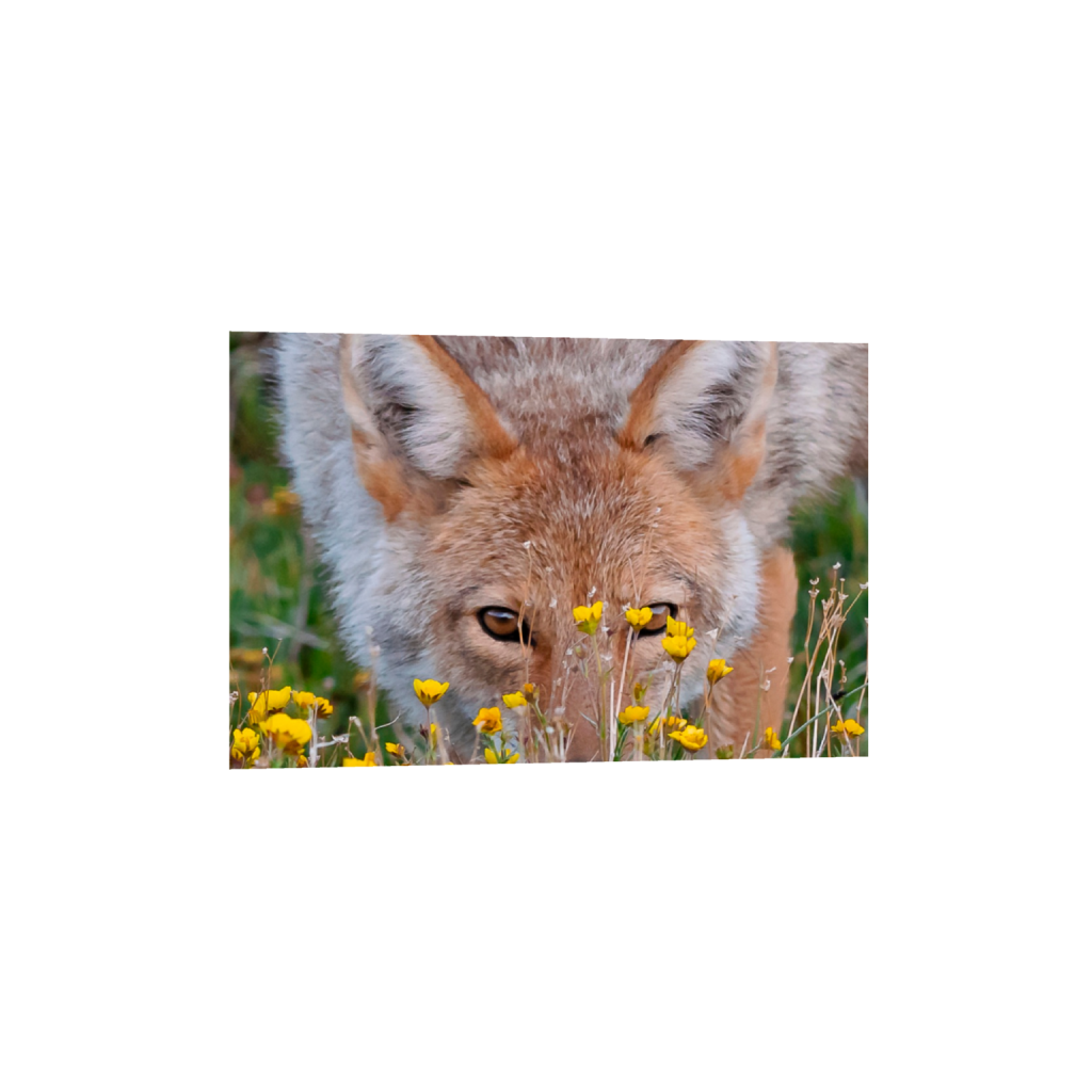 Peekaboo
