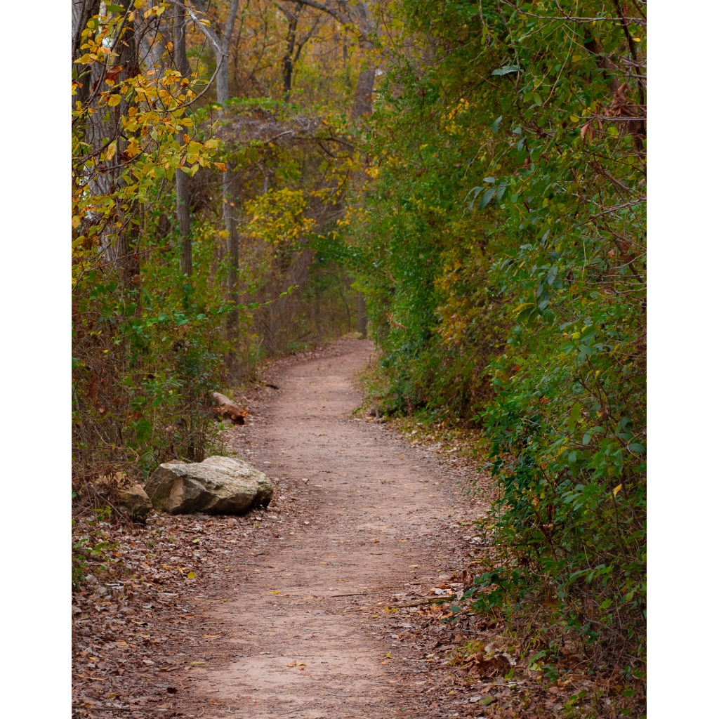Woodland Path