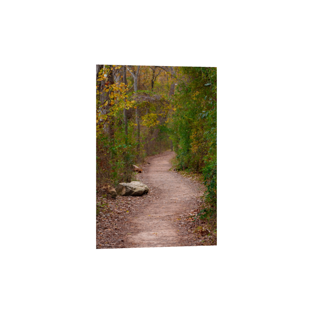 Woodland Path