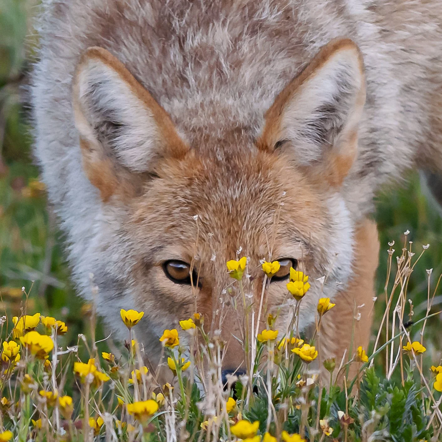 Wildlife