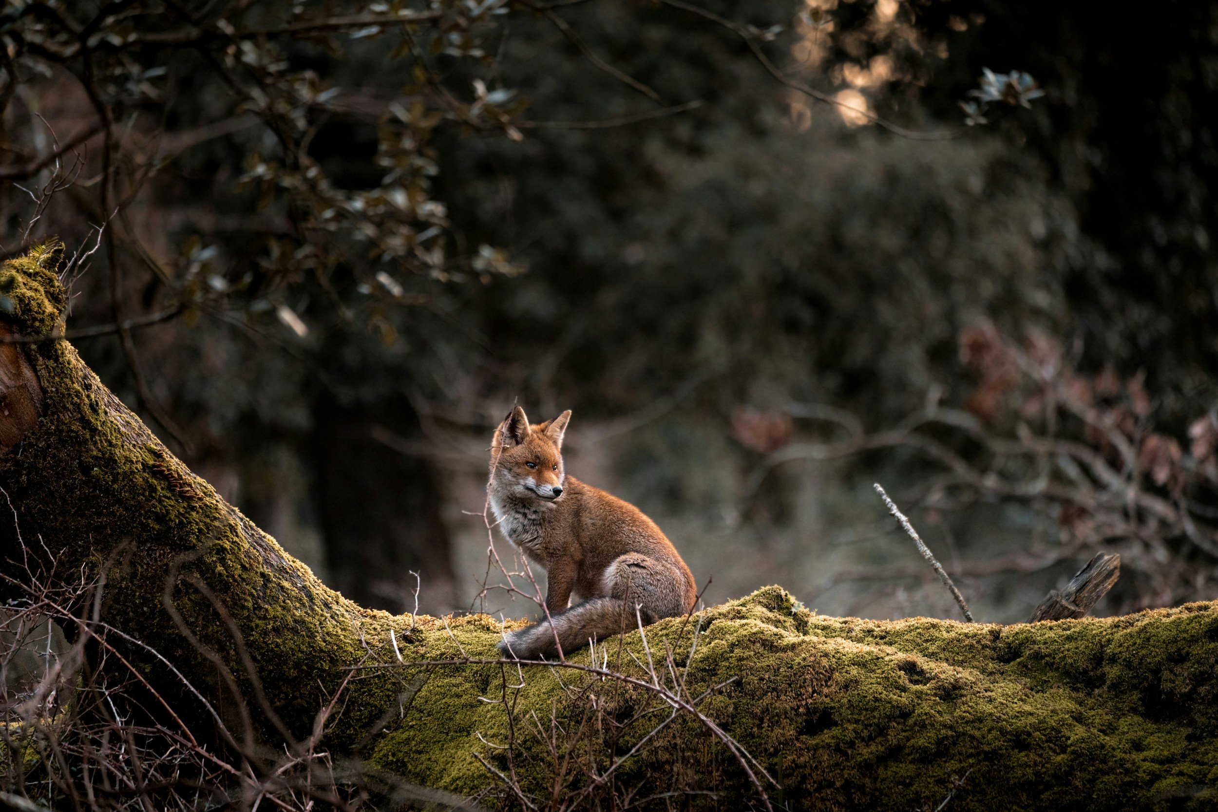 A fox sitting on a moss-covered log in a dense forest with dark tree branches and foliage in the background.