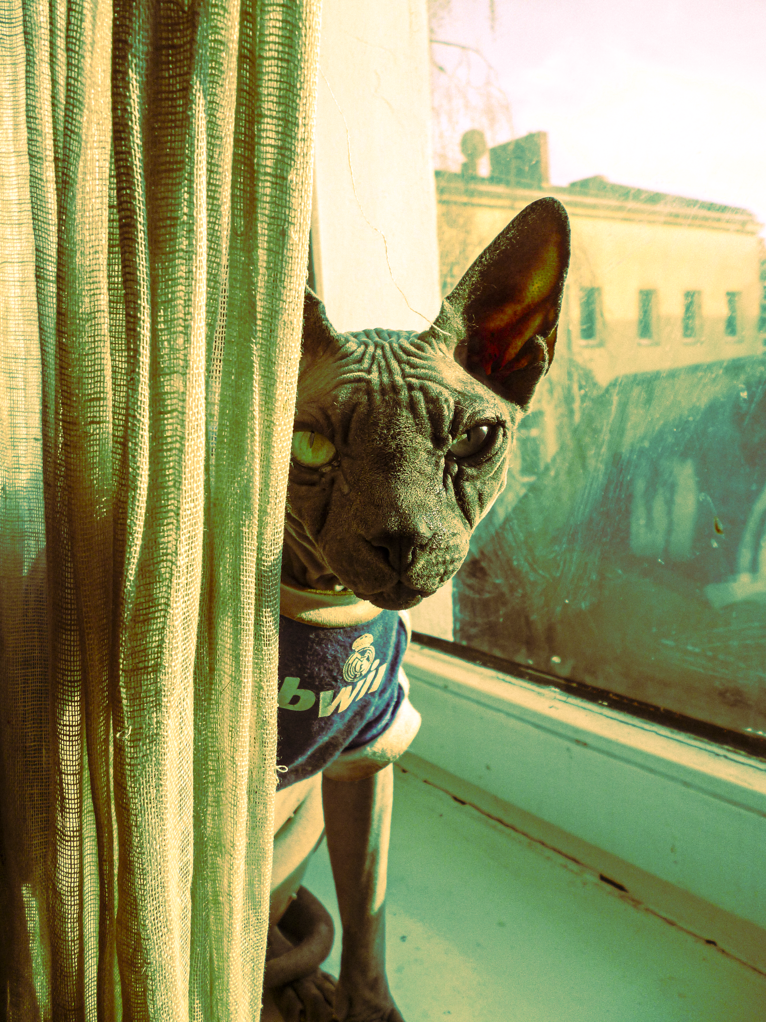 A Sphynx cat with large ears and wrinkled skin peeking out from behind a curtain, looking outside through a window.