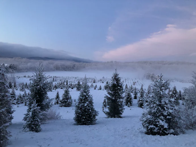 Christmas-Tree-Farm.png