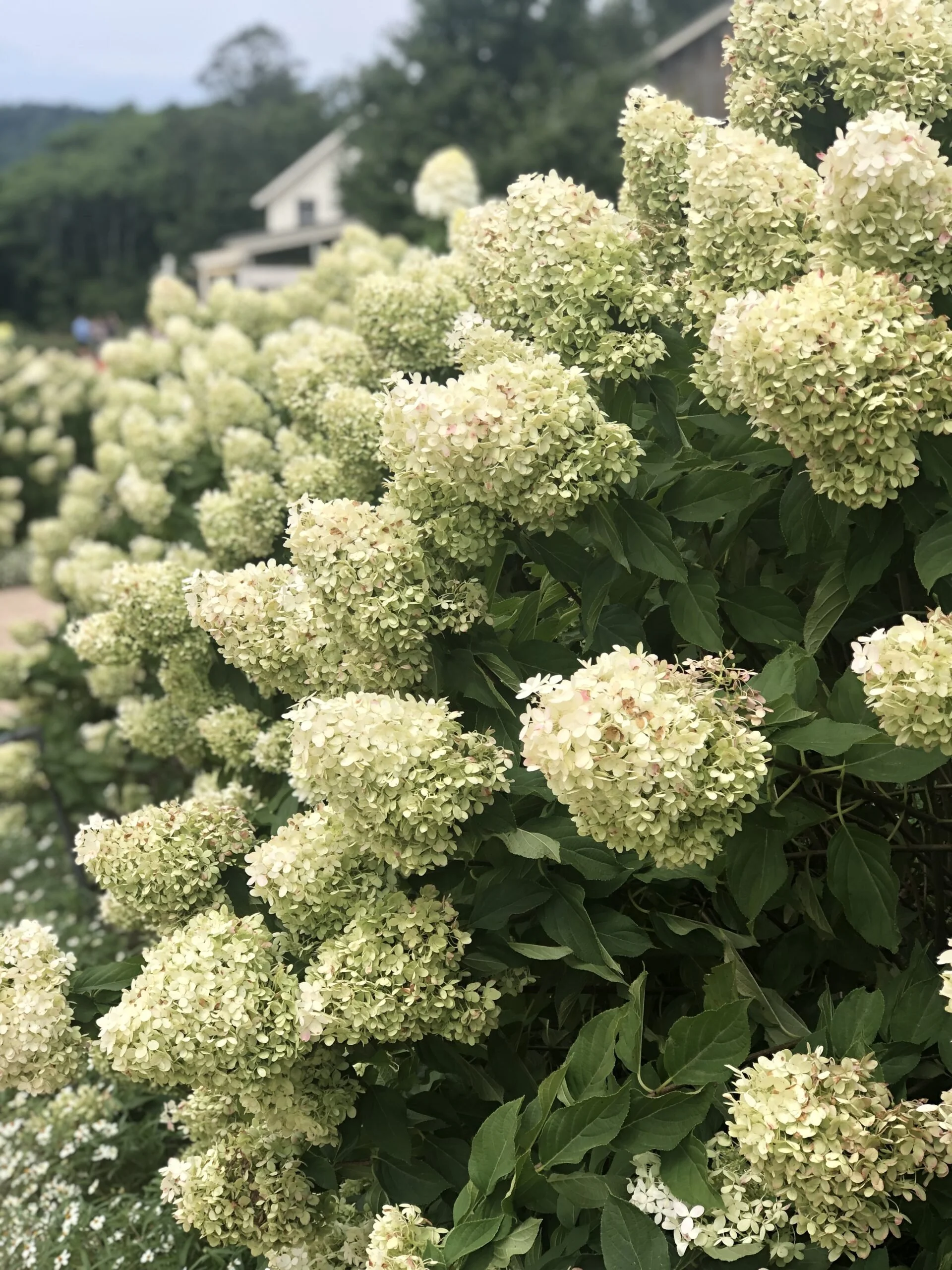 fullsizeoutput_5870-scaled.jpeg