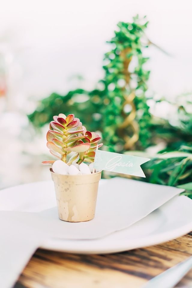 succulents.jpg