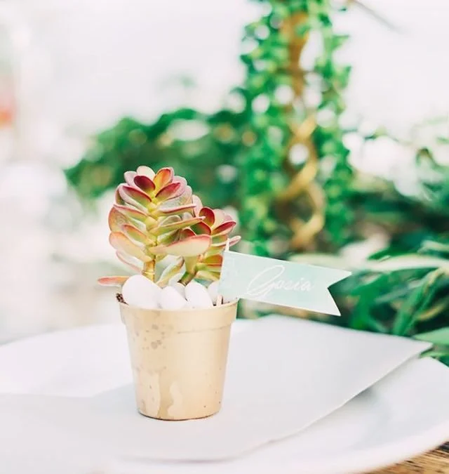 succulents-640x675.jpg