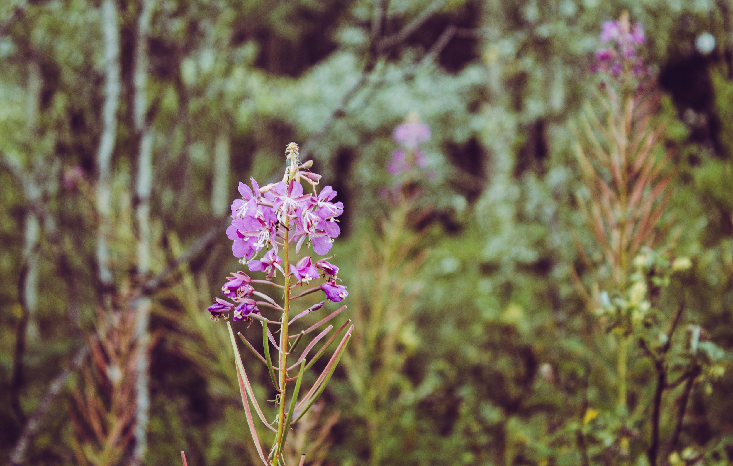 Close-up of pink wildflowers with green foliage in the background.