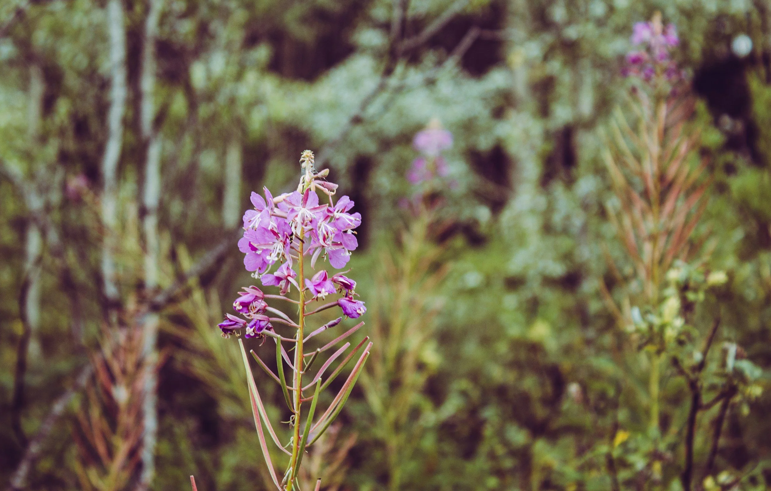 A tall pink wildflower with small, clustered petals in a natural outdoor setting with green foliage in the background.