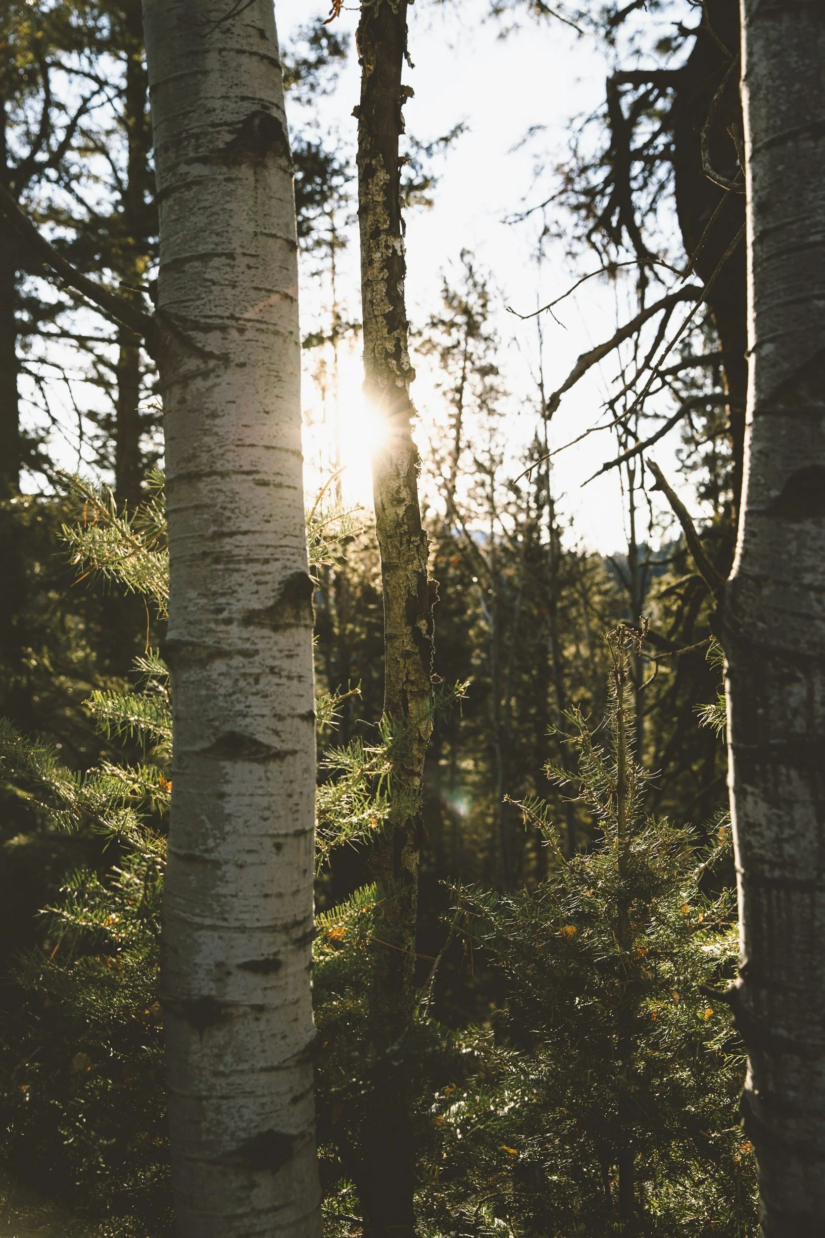 Sunlight filtering through tall trees with white bark in a forest.