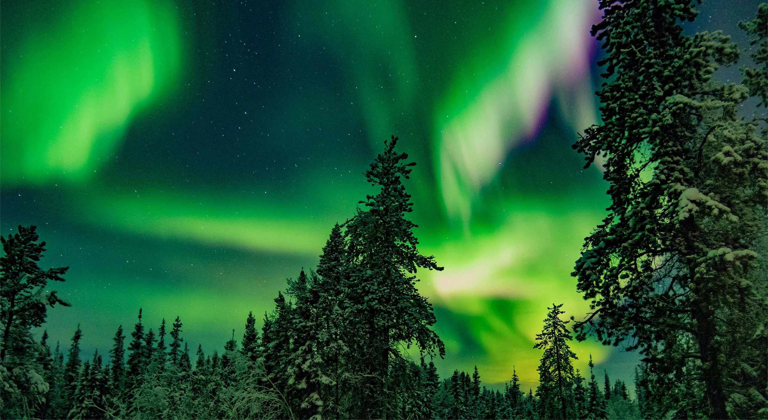 Northern lights illuminating the night sky with trees in the foreground.