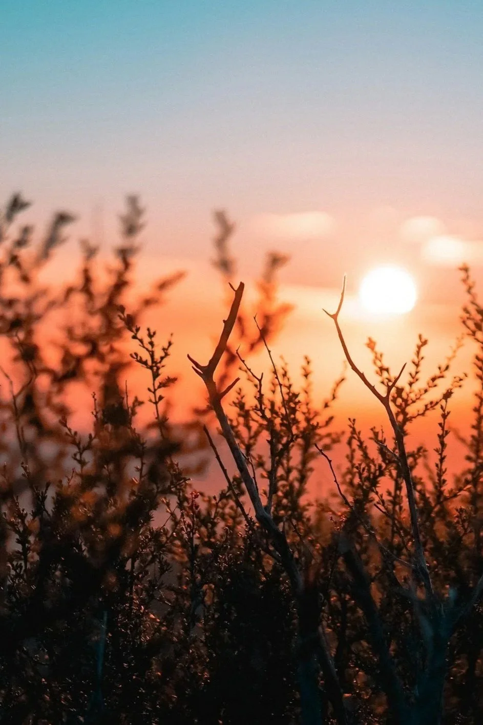Sunset with a bright sun and colorful sky in shades of pink, orange, and blue, seen through dark, silhouetted branches and foliage.