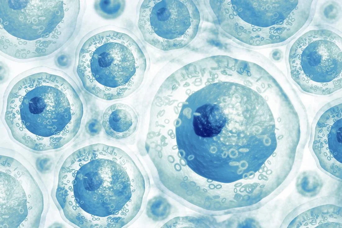 Landmark Stem Cell Study for Aging Has Arrived