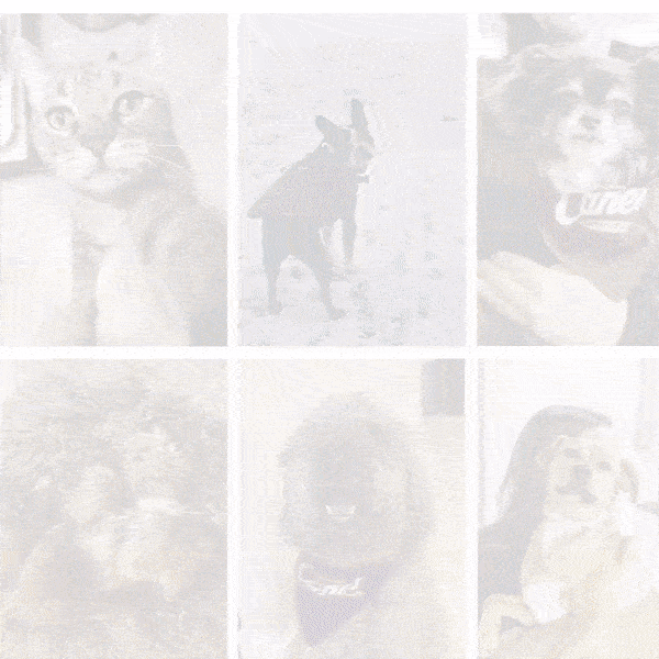 Engagement 2024-04 National Pet Day .gif