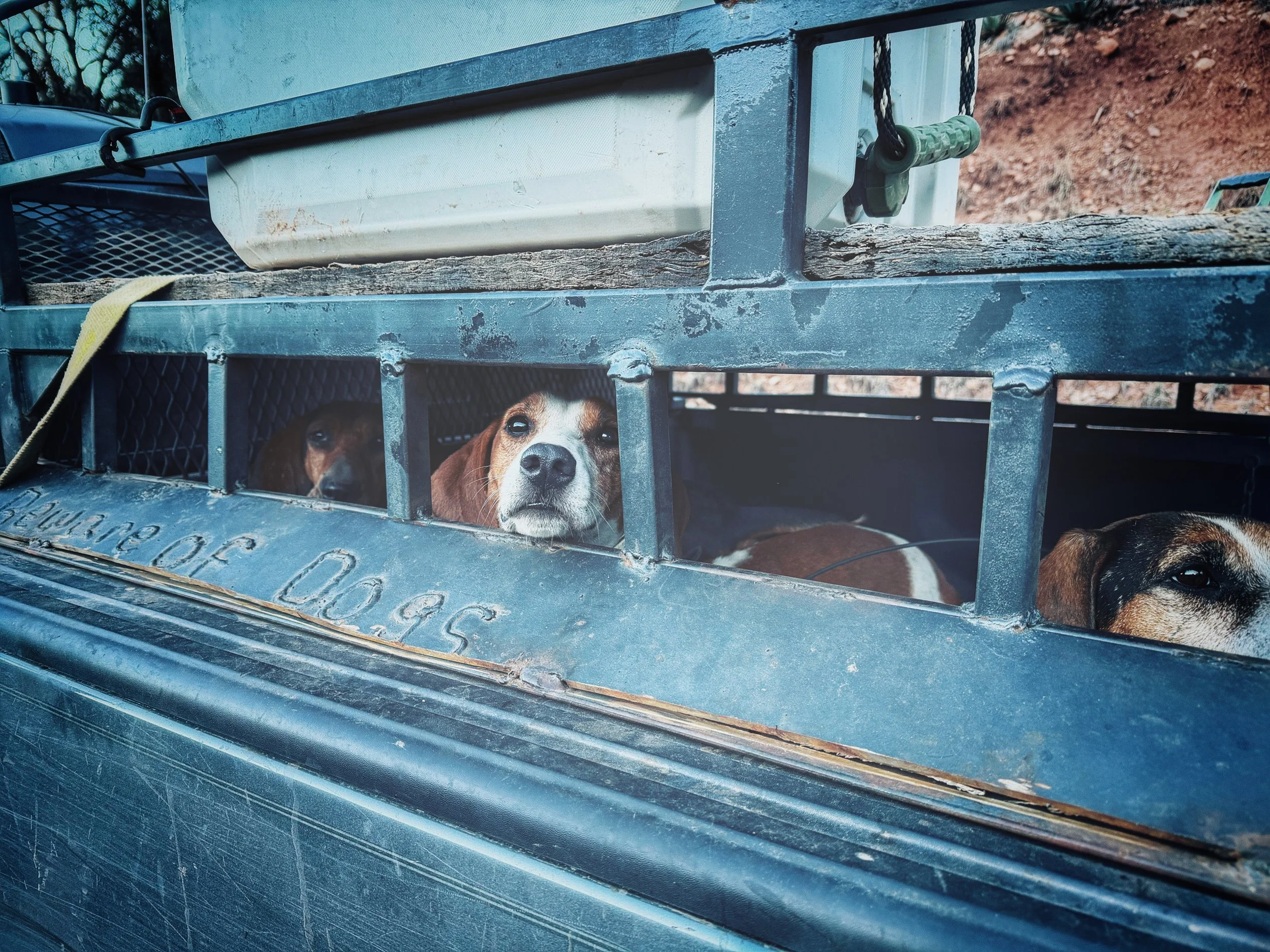 Three dogs inside a metal cage with bars, looking out through the openings. The cage is on a vehicle or trailer, with a rocky background.