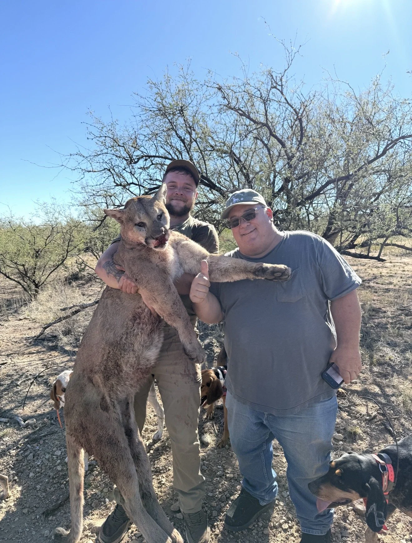 Two men standing outdoors in a desert-like area with sparse trees, one holding a large mountain lion and both giving thumbs up, with several dogs nearby.