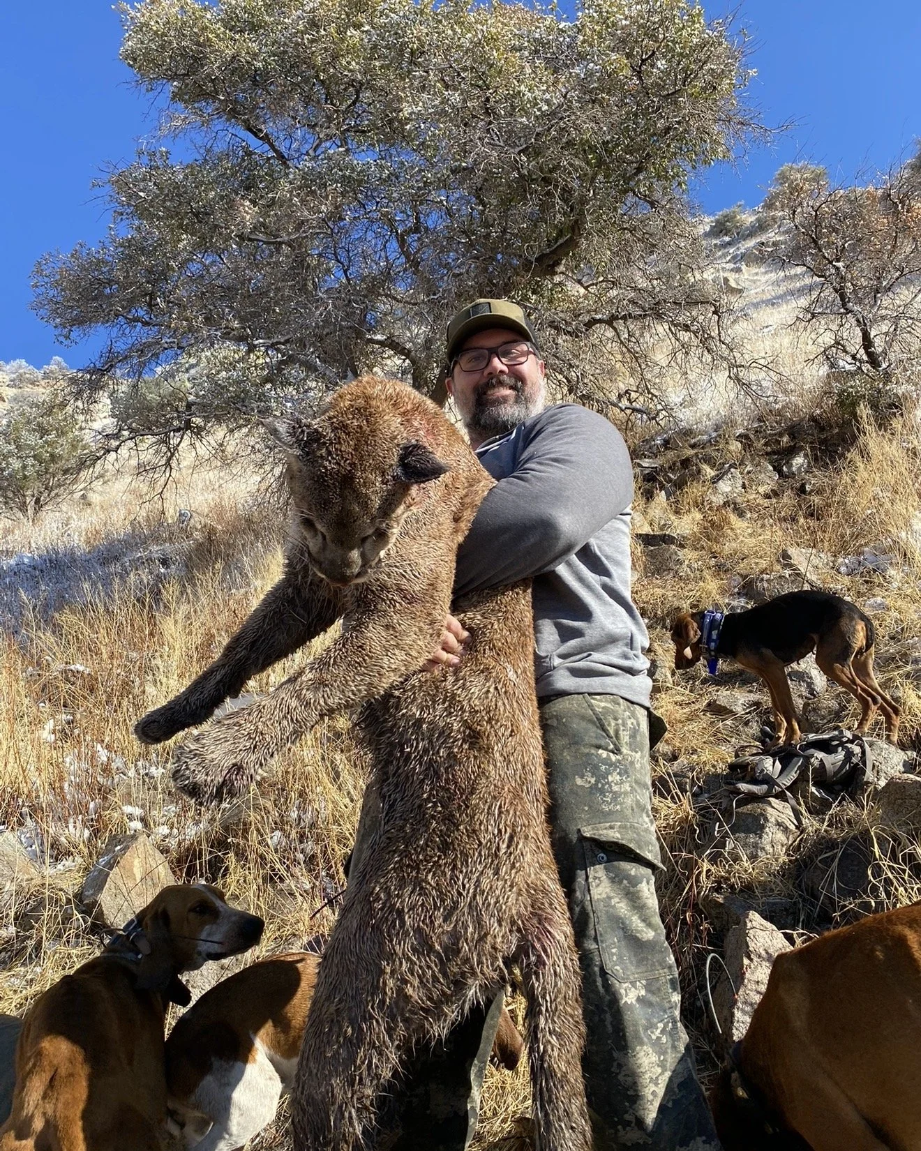 Fully Outfitted Lion Hunts (with Hounds)