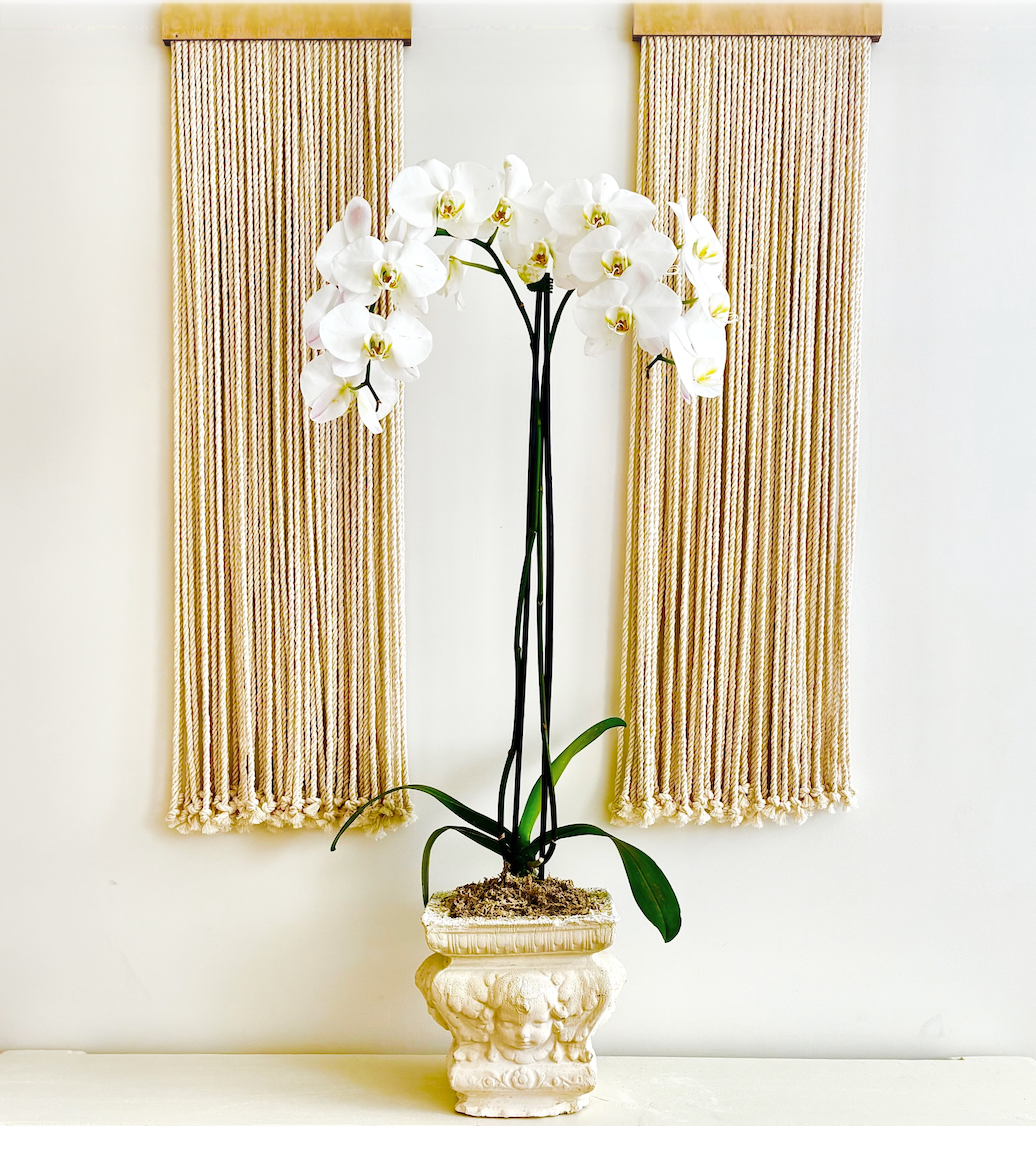 White orchid plant in an ornate ceramic pot against a white wall with striped valances in the background.