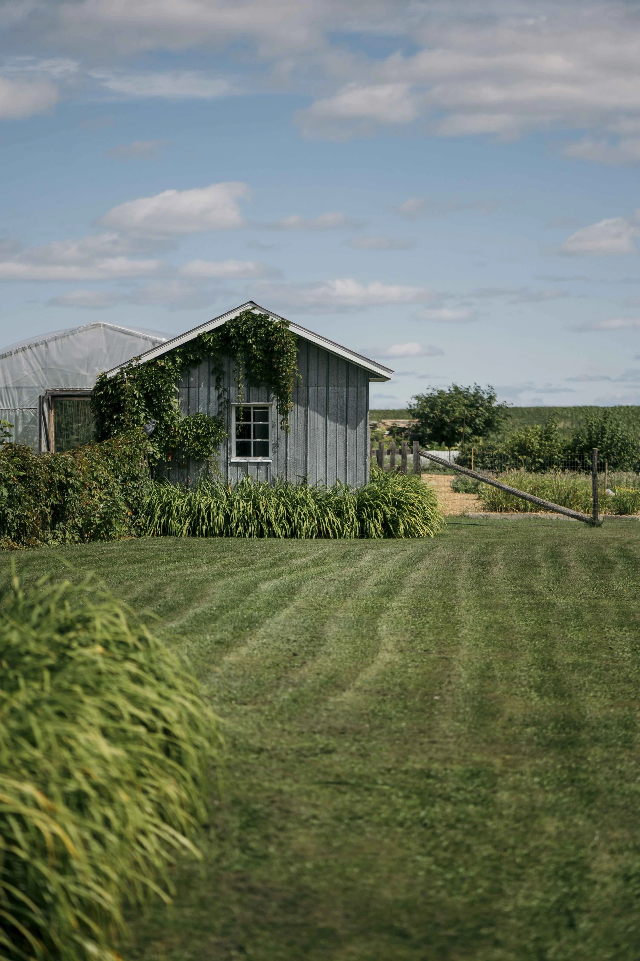 A small gray barn with a window, overgrown vines, and tall grass, situated on a well-maintained grassy field under a partly cloudy sky.