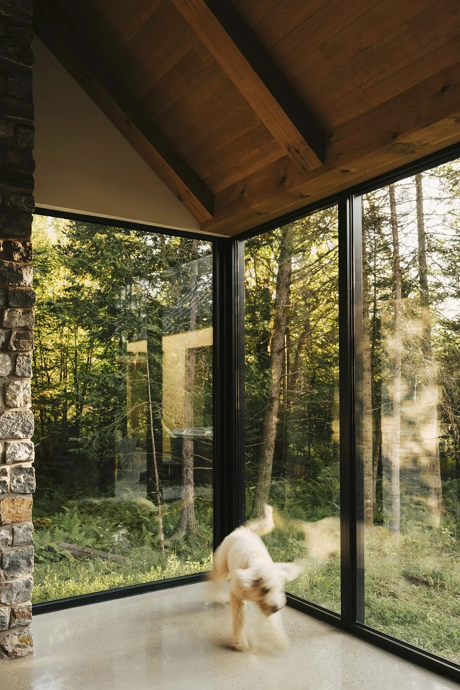 A playful puppy inside a modern room with large glass windows overlooking a forest outside.