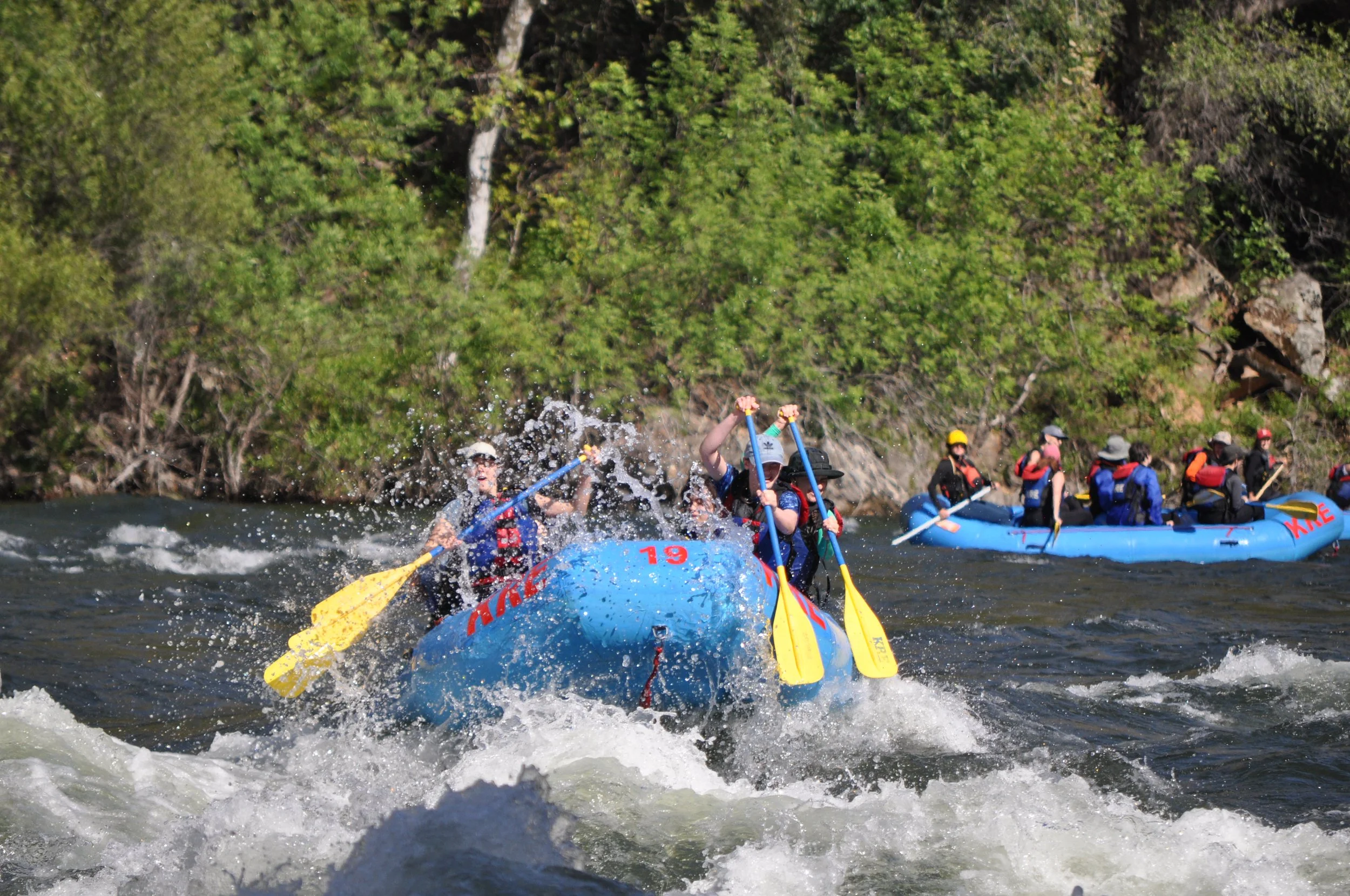 Group of people white water rafting on a river with green forested trees in the background.
