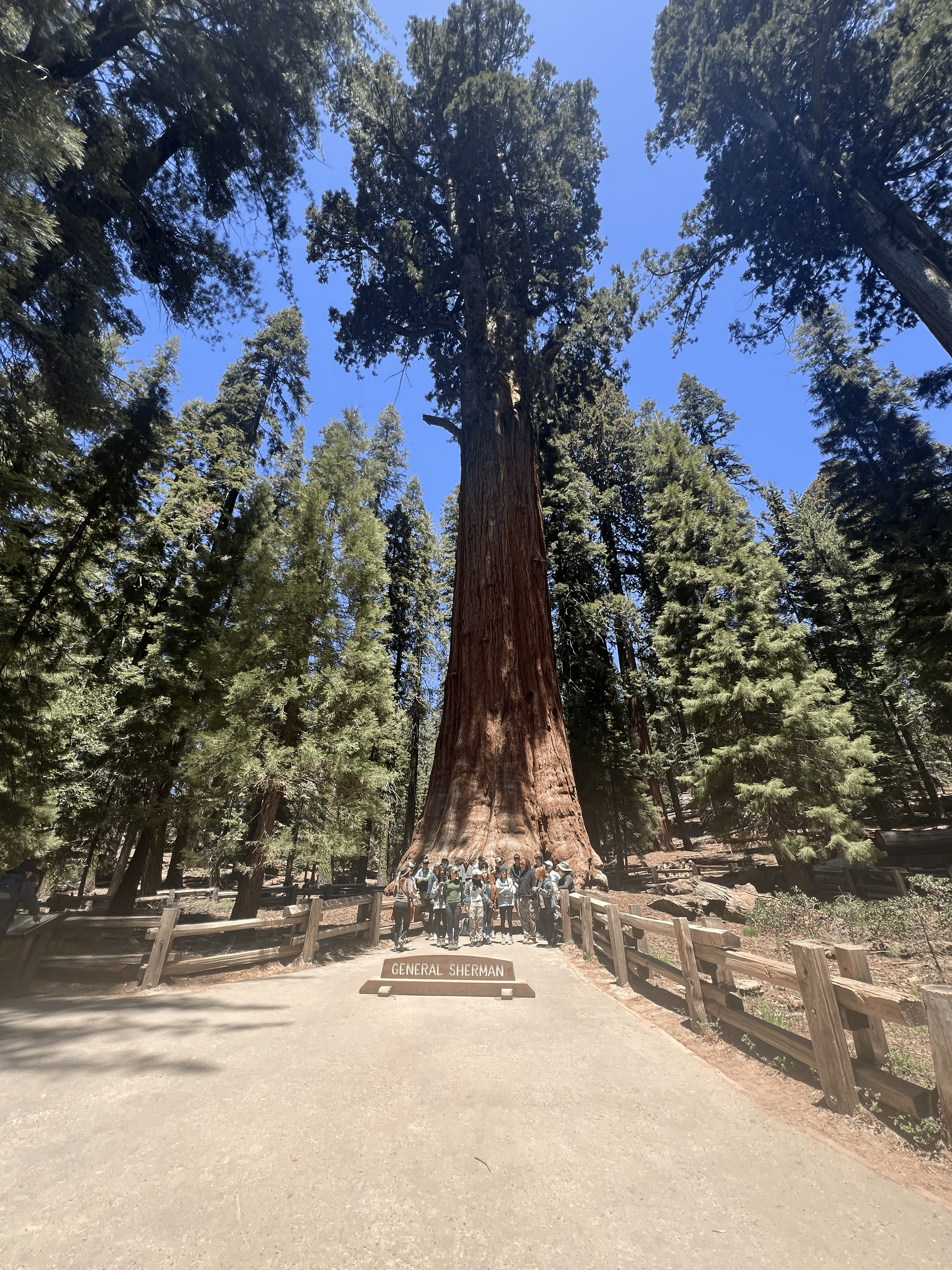 A large redwood tree with group of visitors standing at the base, surrounded by a wooden fence. Sign reads 'General Sherman' in front of the tree. Tall green trees and a clear blue sky in the background.