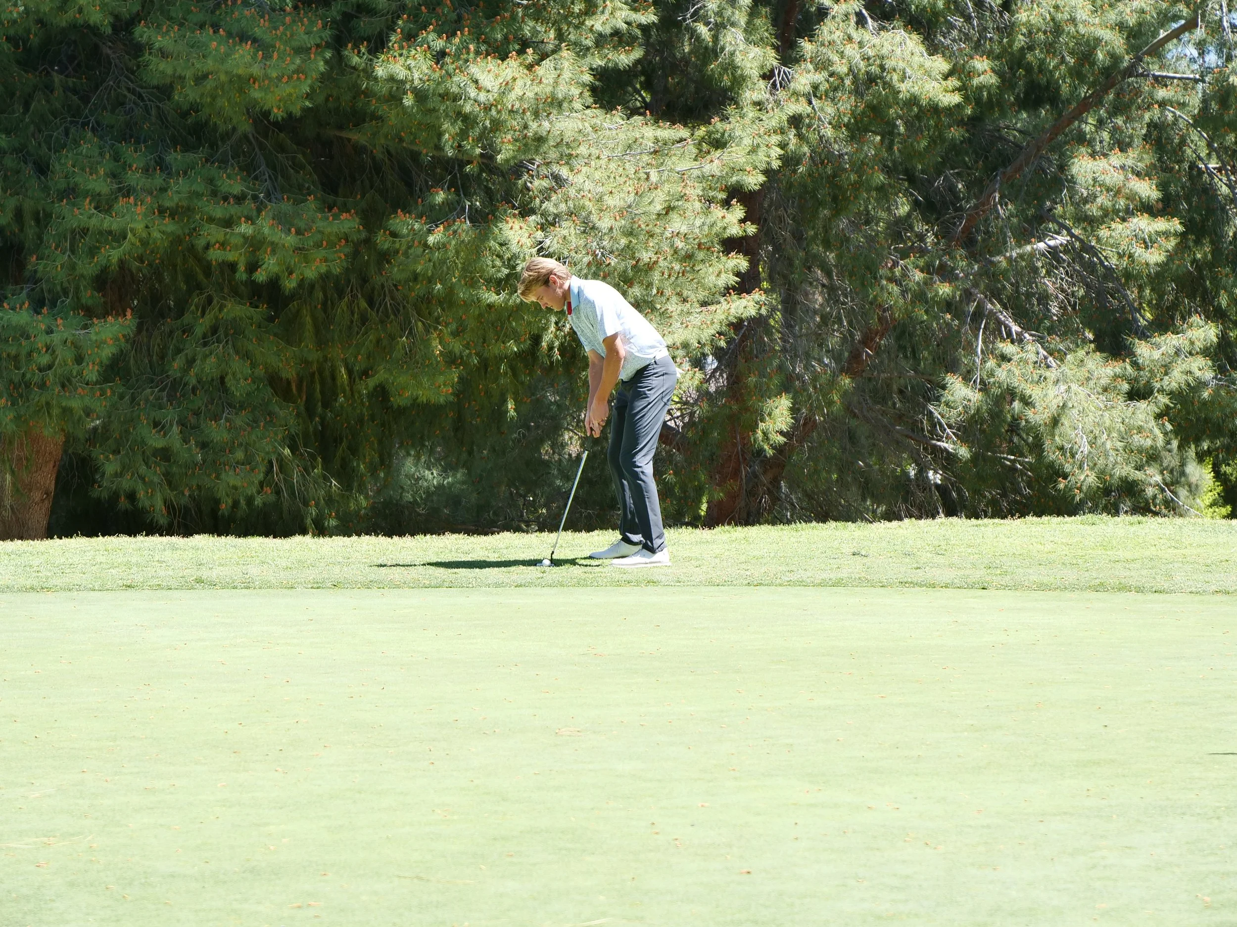 A person playing golf on a grassy golf course, surrounded by trees with green needles and some pine cones.