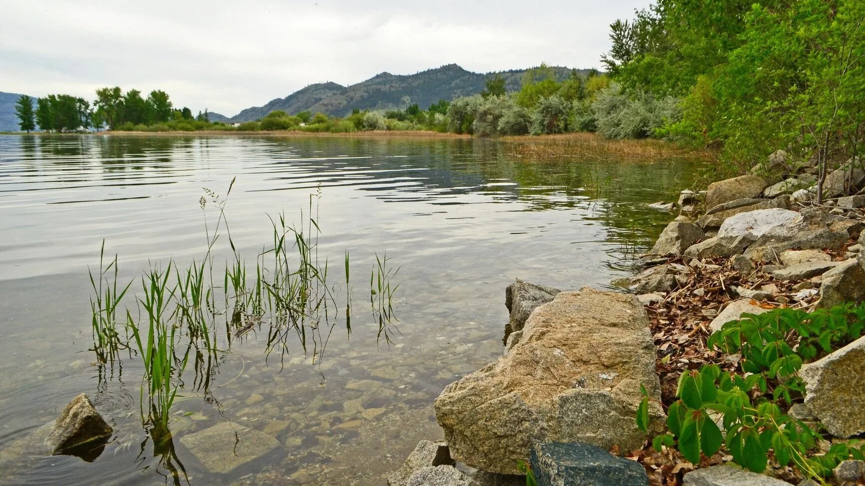 A rocky lakeshore with water and green plants, trees, and mountains in the background.