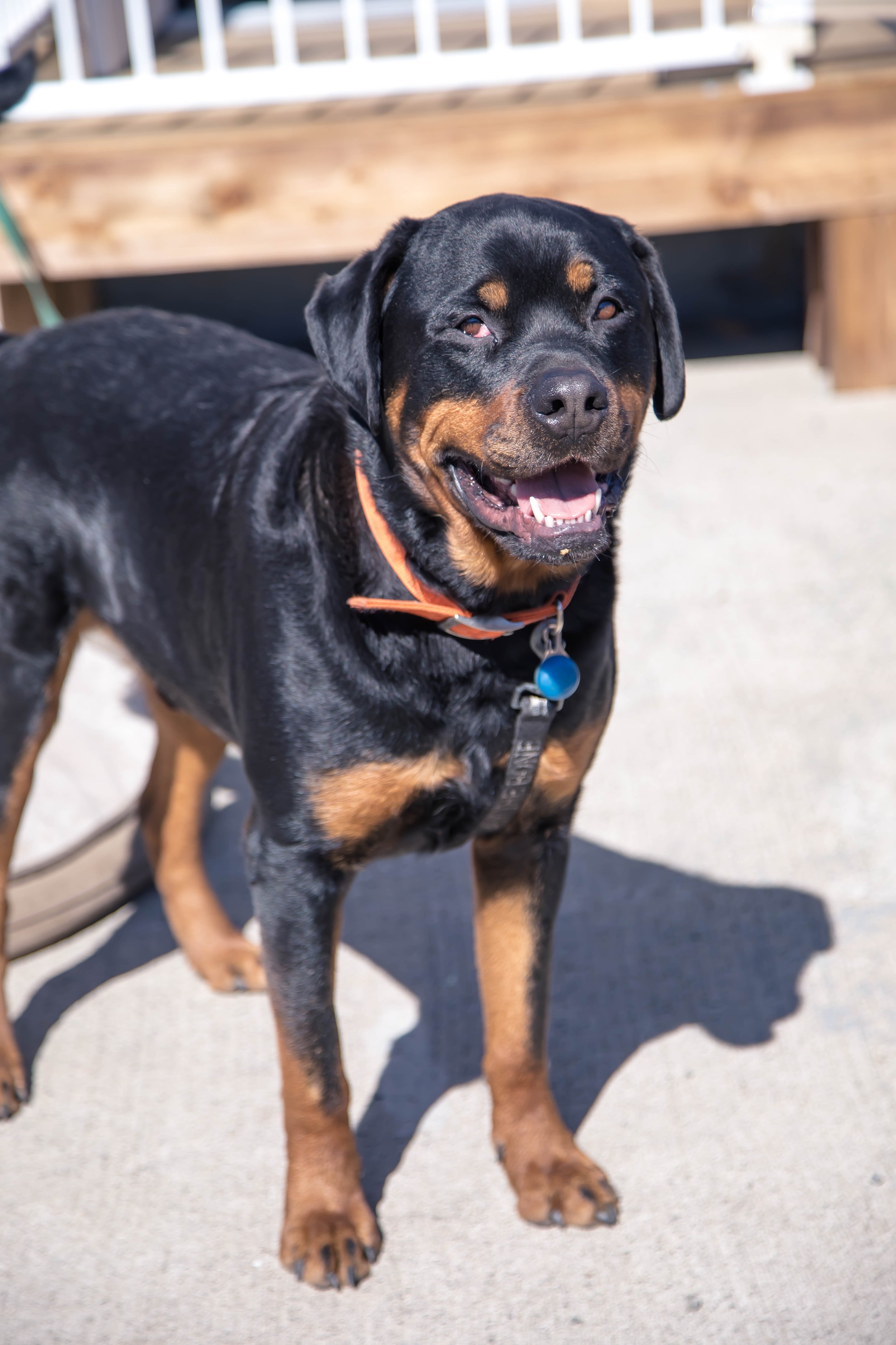 A happy Rottweiler dog standing outdoors on concrete, smiling with its mouth open, wearing a collar with a tag, with a wooden structure in the background.