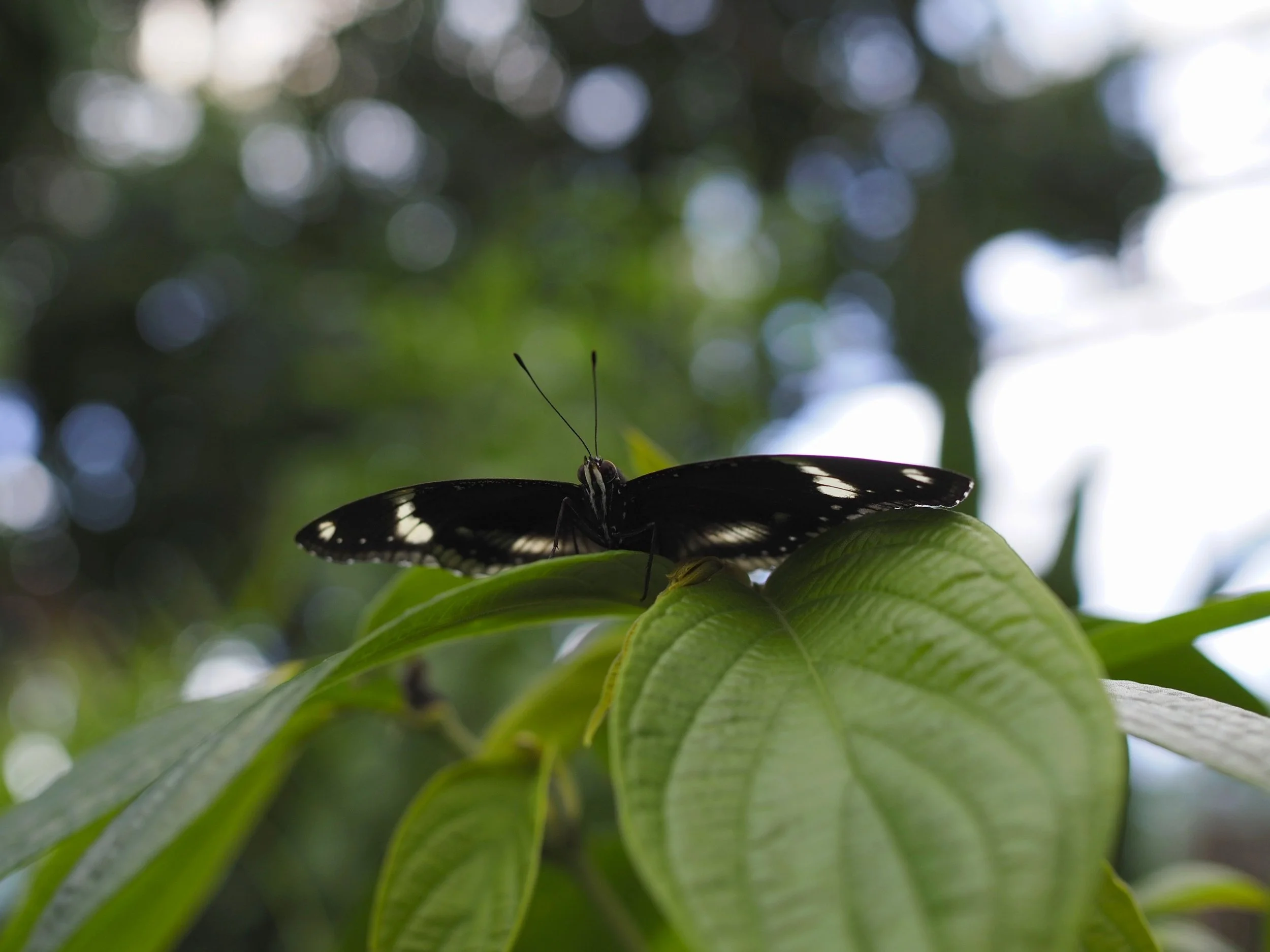 A butterfly with black and white wings perched on green leaves in a lush, sunlit forest.