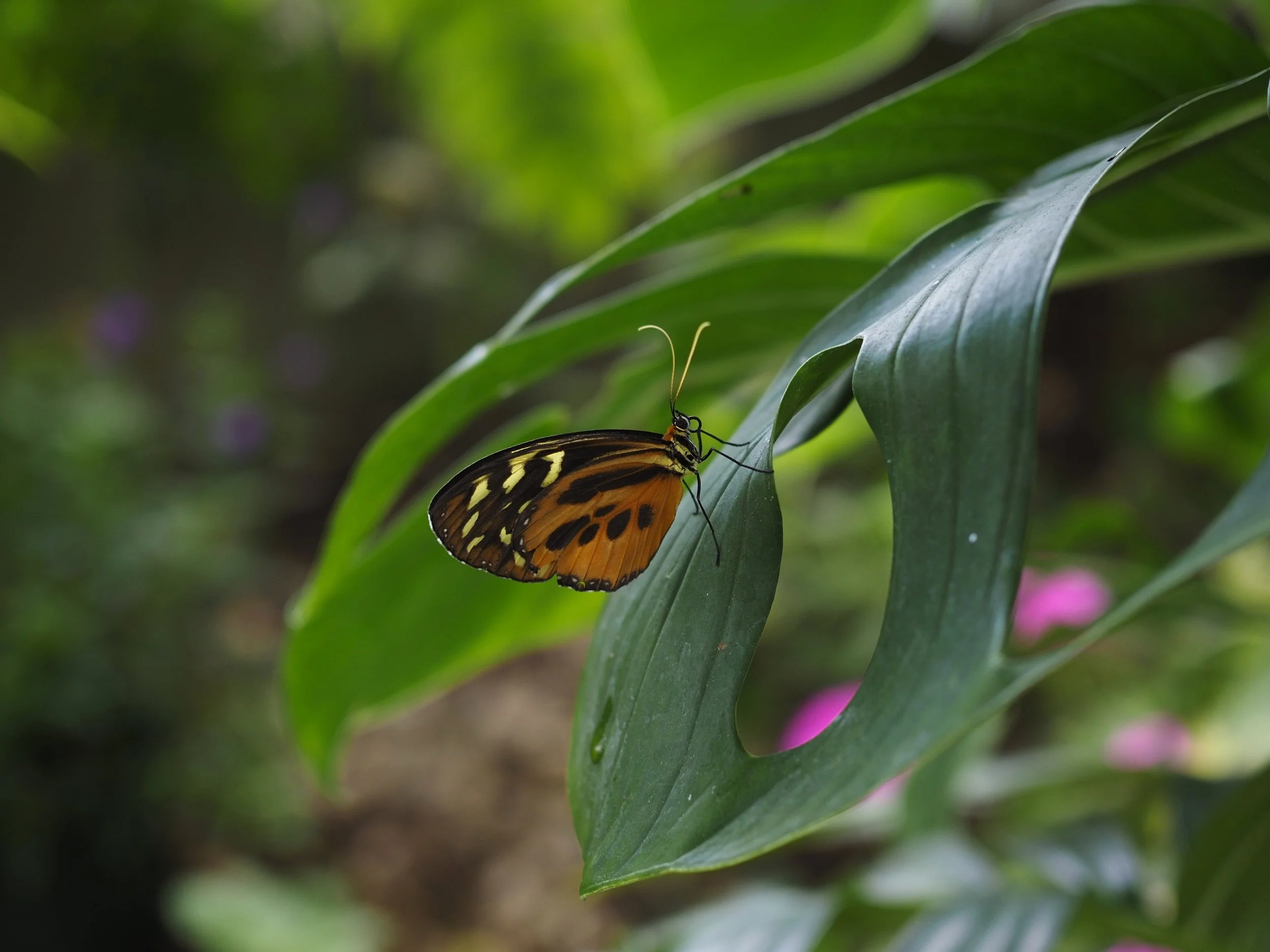 Close-up of lush green leaves with a butterfly resting on one of the leaves, background blurred.