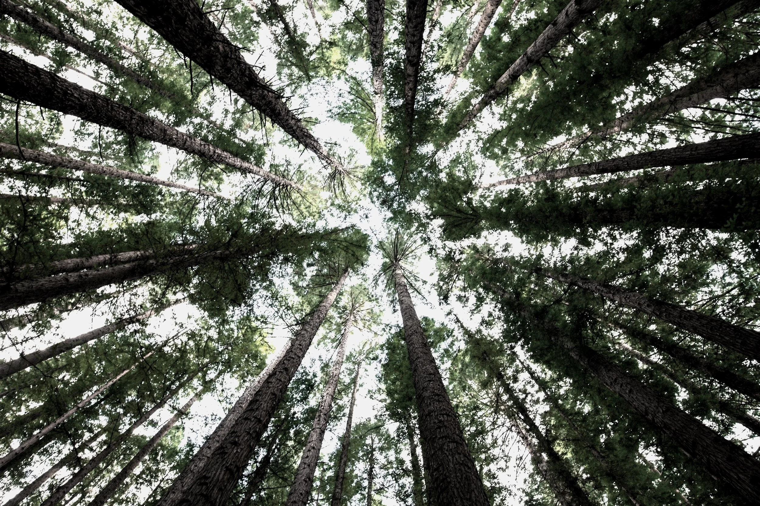 Looking up at tall pine trees in a dense forest from the ground, canopy of green leaves and branches.