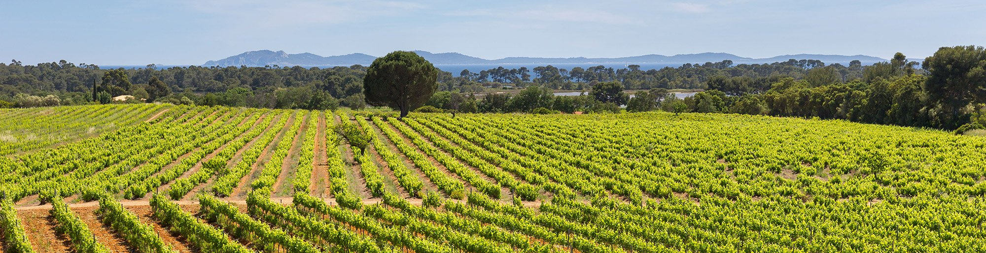 caveau-domaine-chateau-bastidon-la-londe-mer.jpg