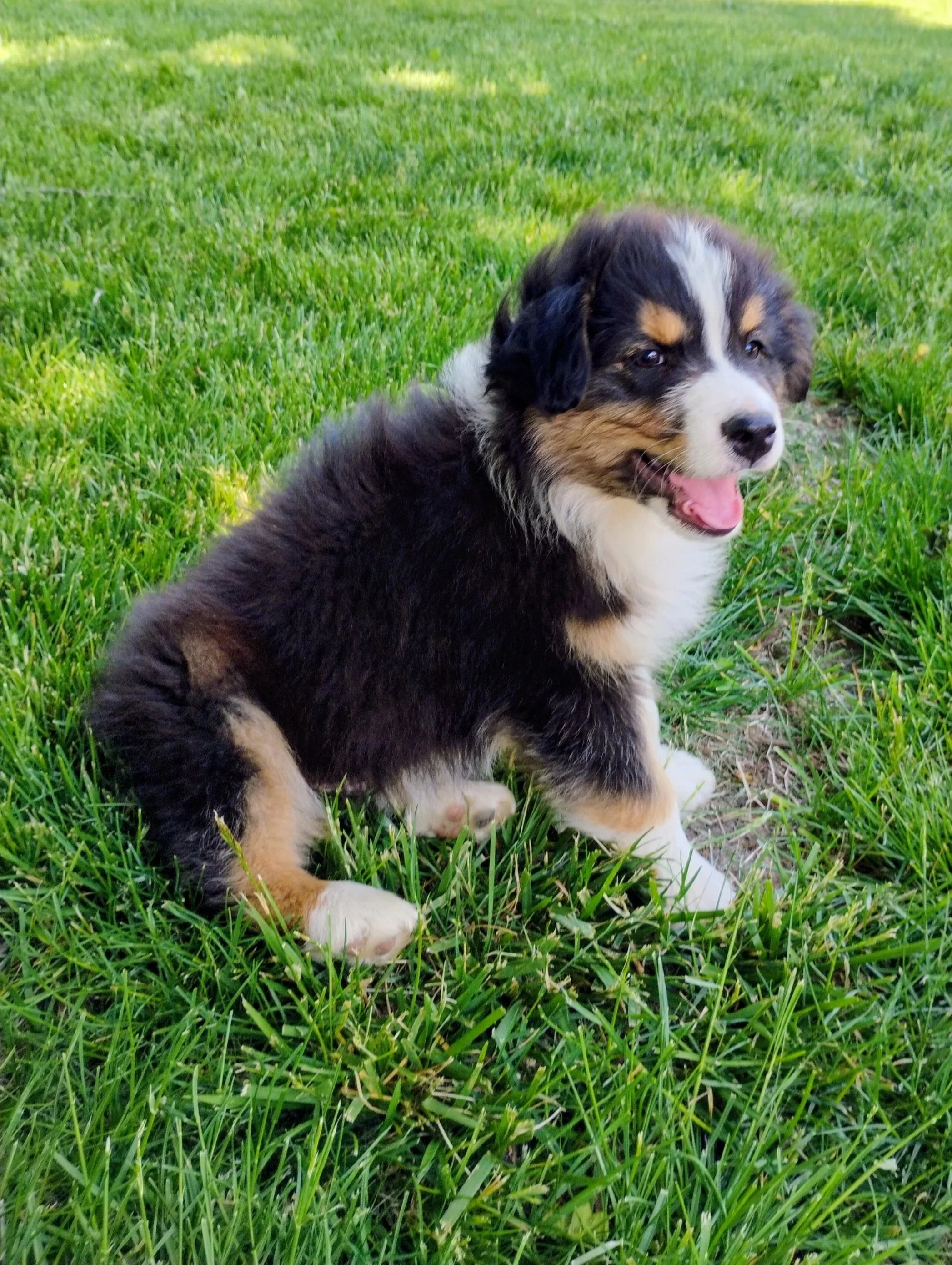 Reserve Frezno-Australian Shepherd  Puppy (Male)