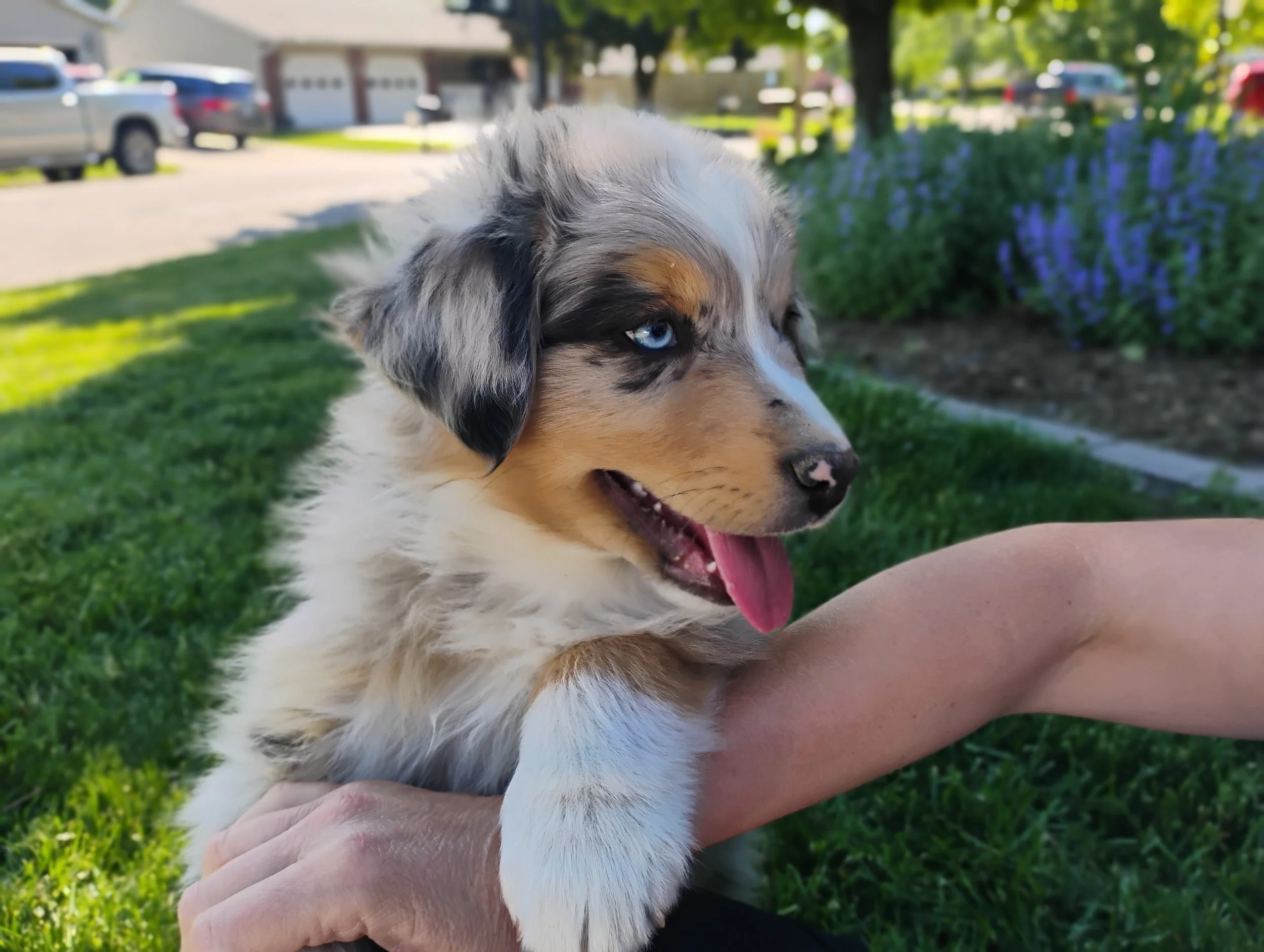 Reserve Cody- Australian Shepherd Puppy (Male)