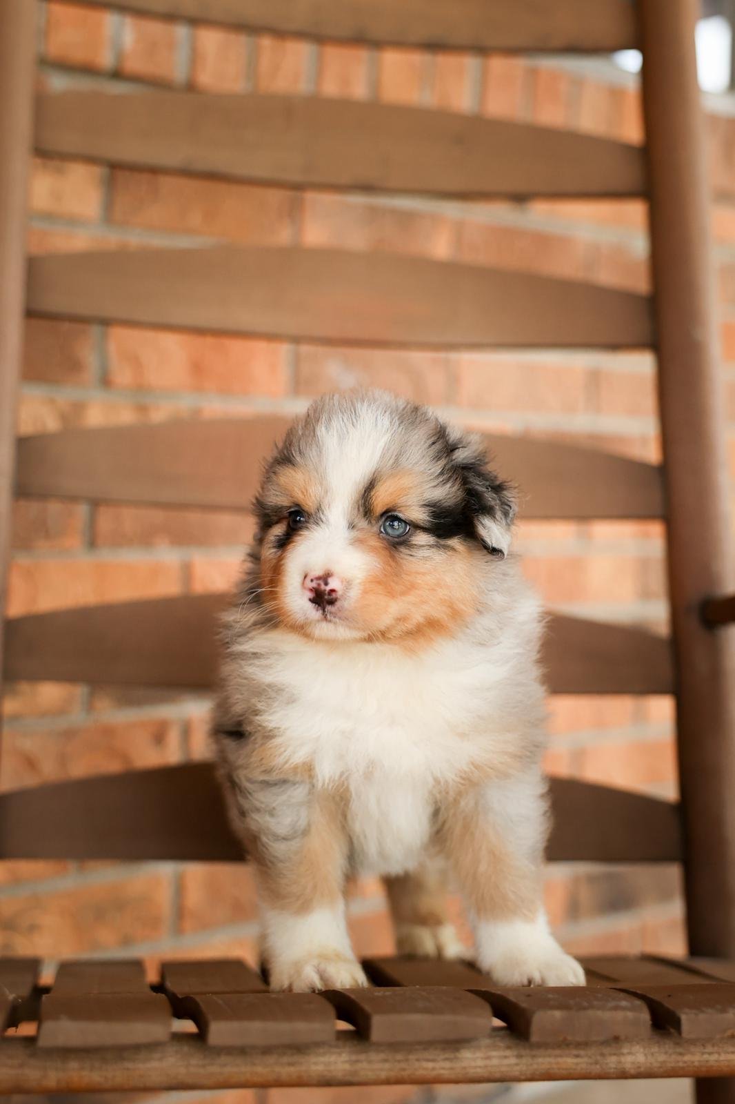 Reserve Austin- Australian Shepherd  Puppy (Male)
