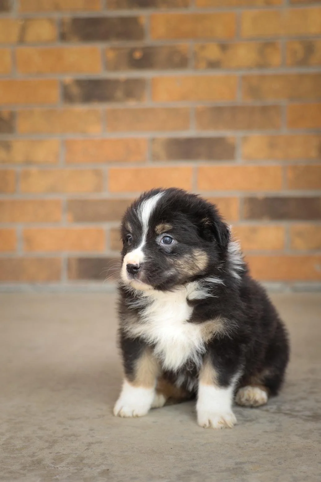 Reserve Jackson- Australian Shepherd Puppy (Male)