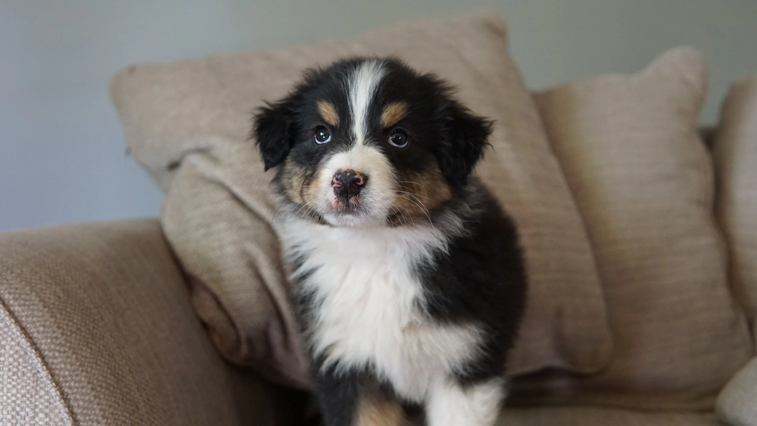Reserve Dover- Australian Shepherd Puppy (Male)