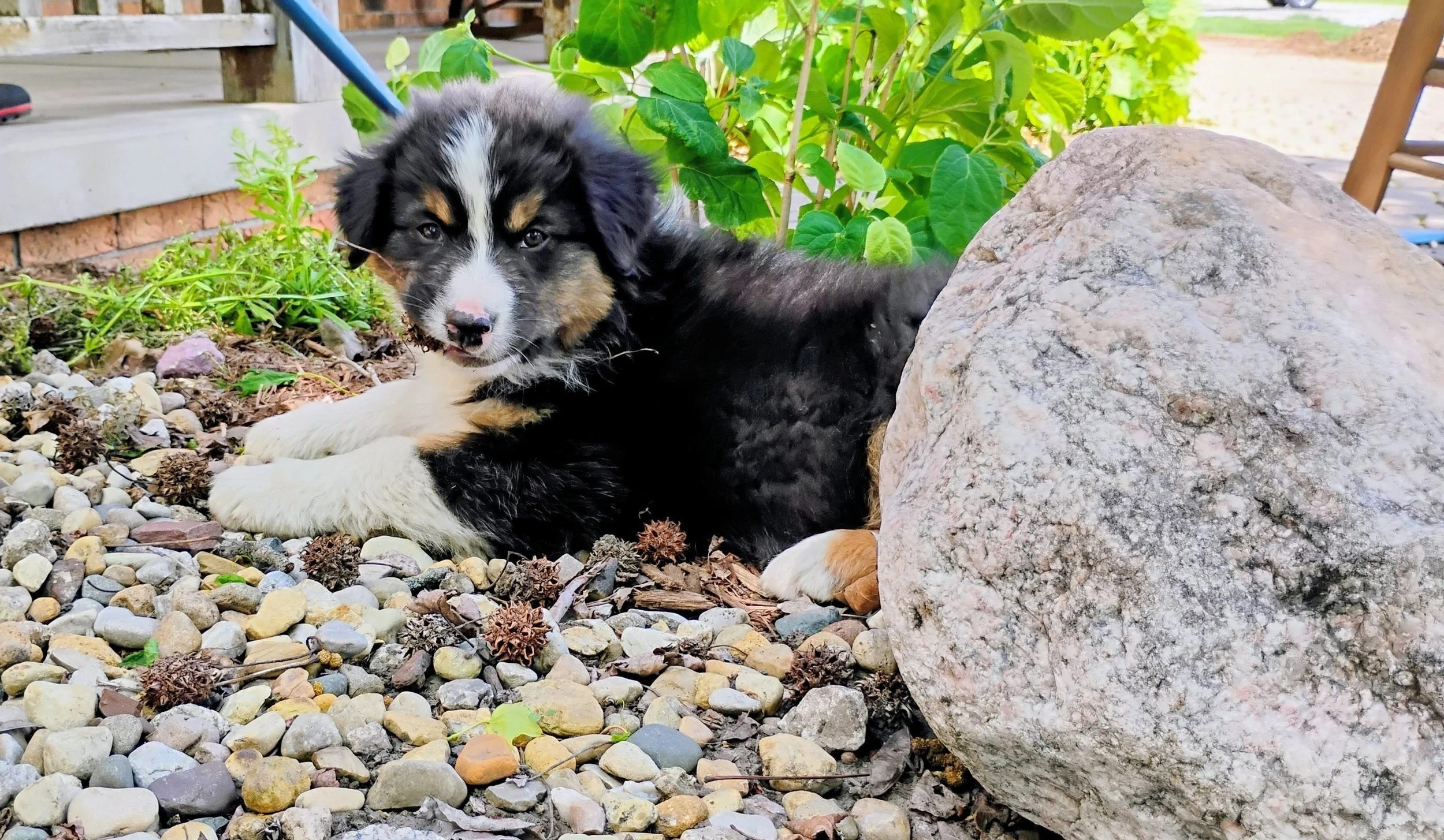 Reserve  Aspen - Australian Shepherd Puppy (Male)