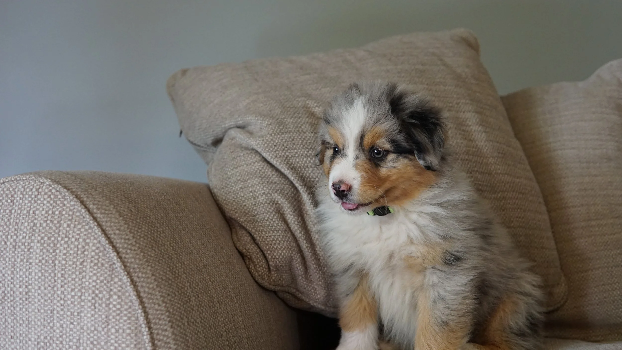 Reserve Austin- Australian Shepherd  Puppy (Male)