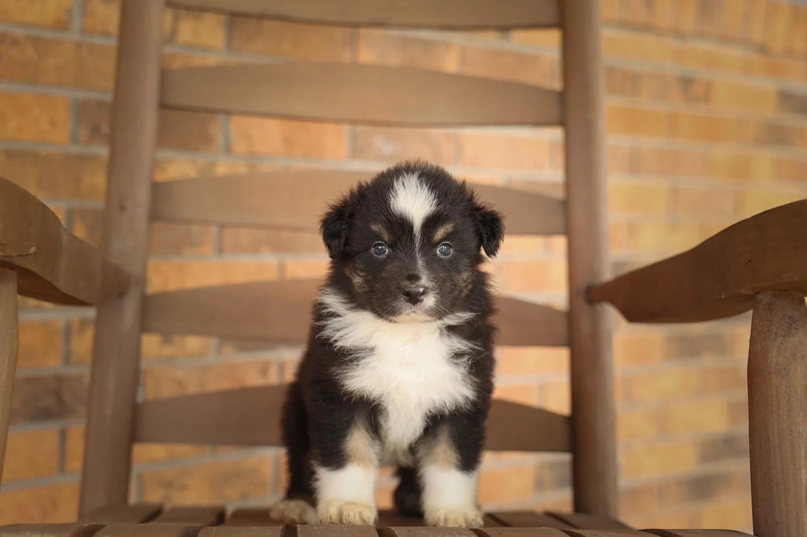 Reserve Summit-Australian Shepherd Puppy (Male)