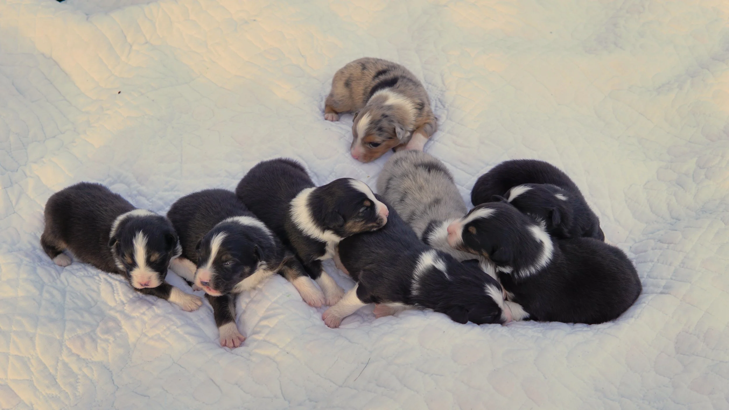 Reserve Tri-Color Australian Shepherd Puppy (Male)
