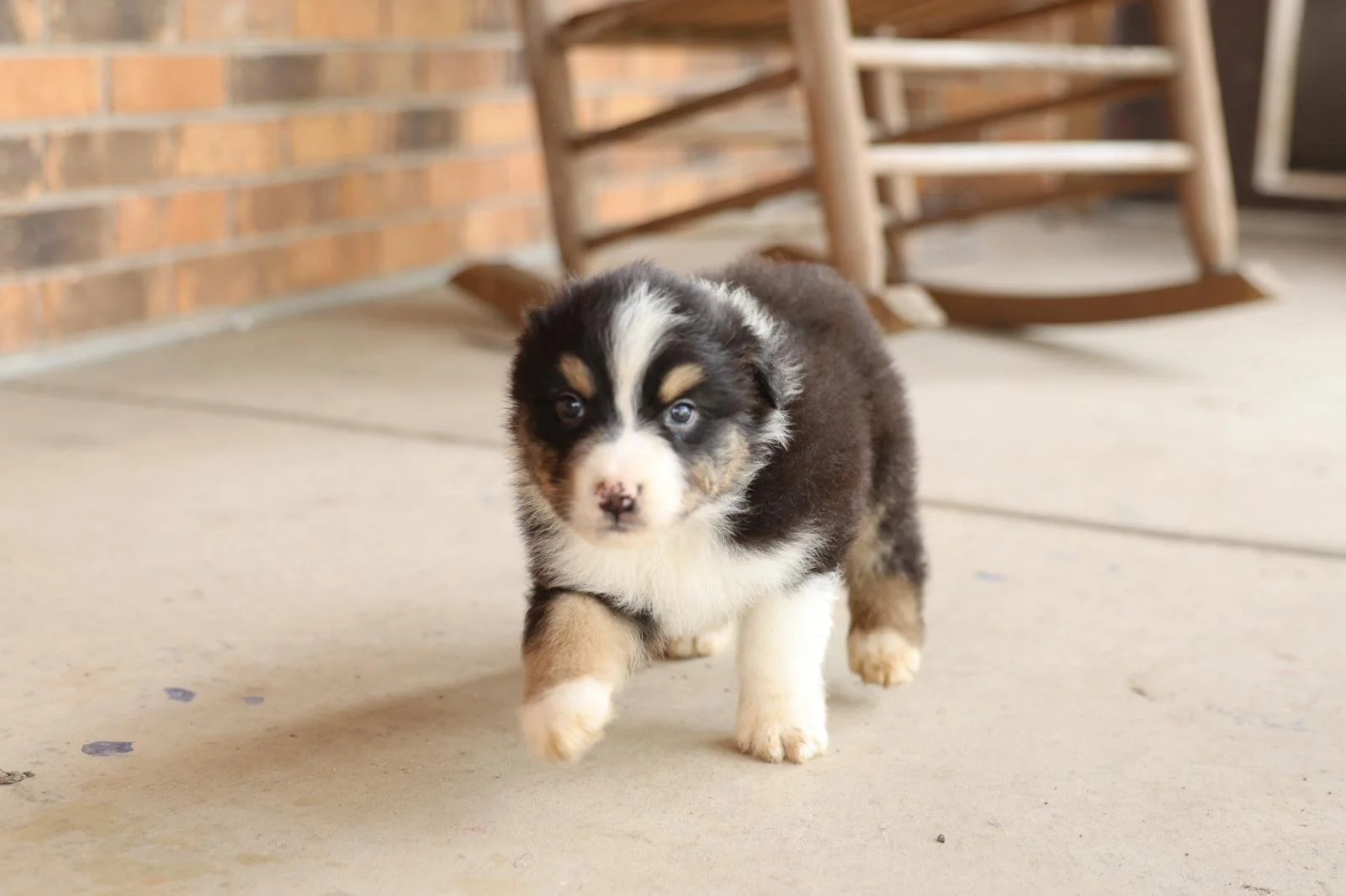 Reserve Dover- Australian Shepherd Puppy (Male)